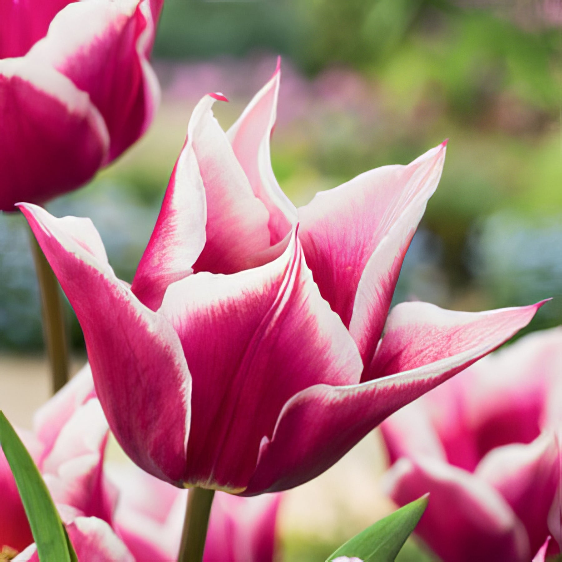 Lily Tulips - Collection Image - Garden Express