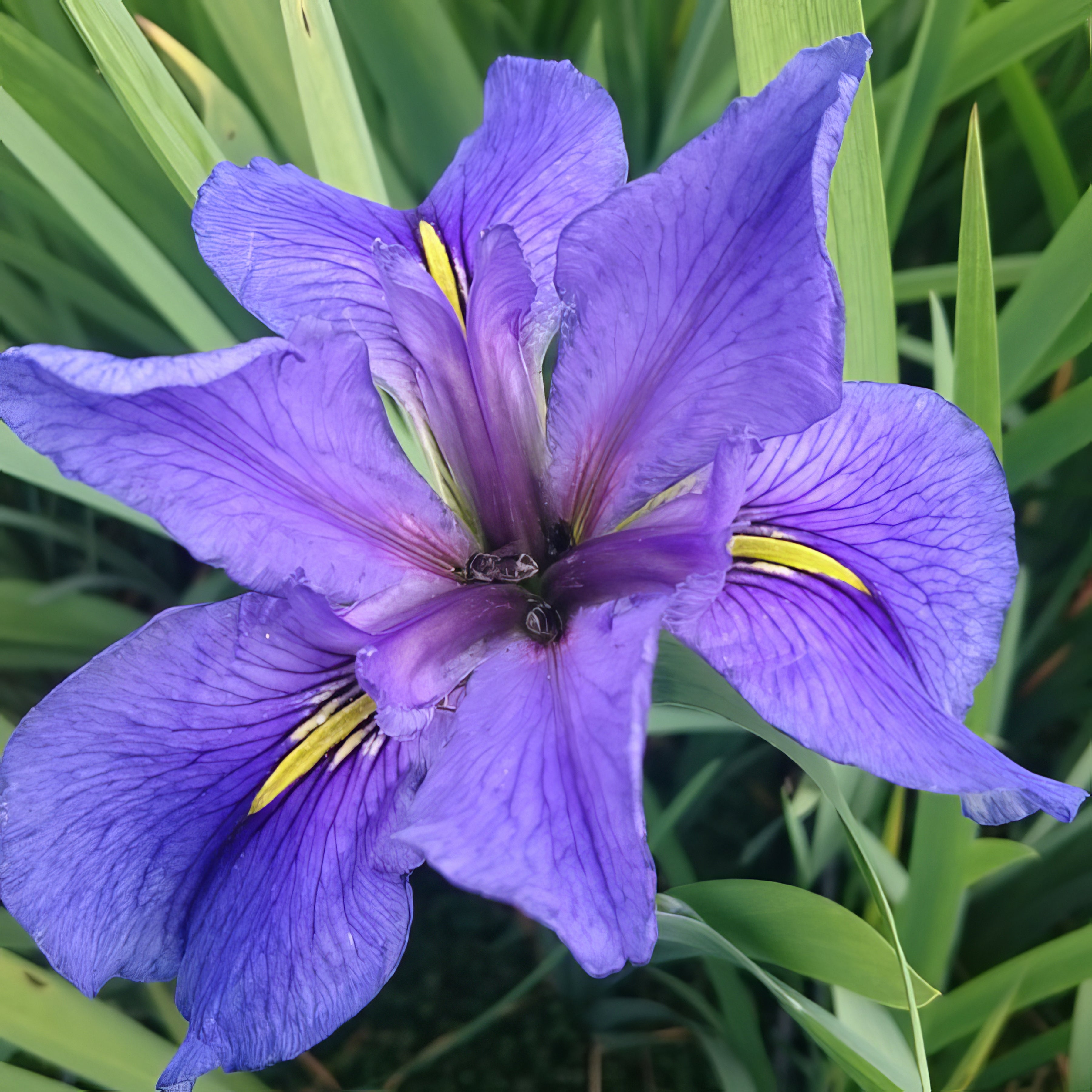 Louisiana Iris - Collection Image - Garden Express
