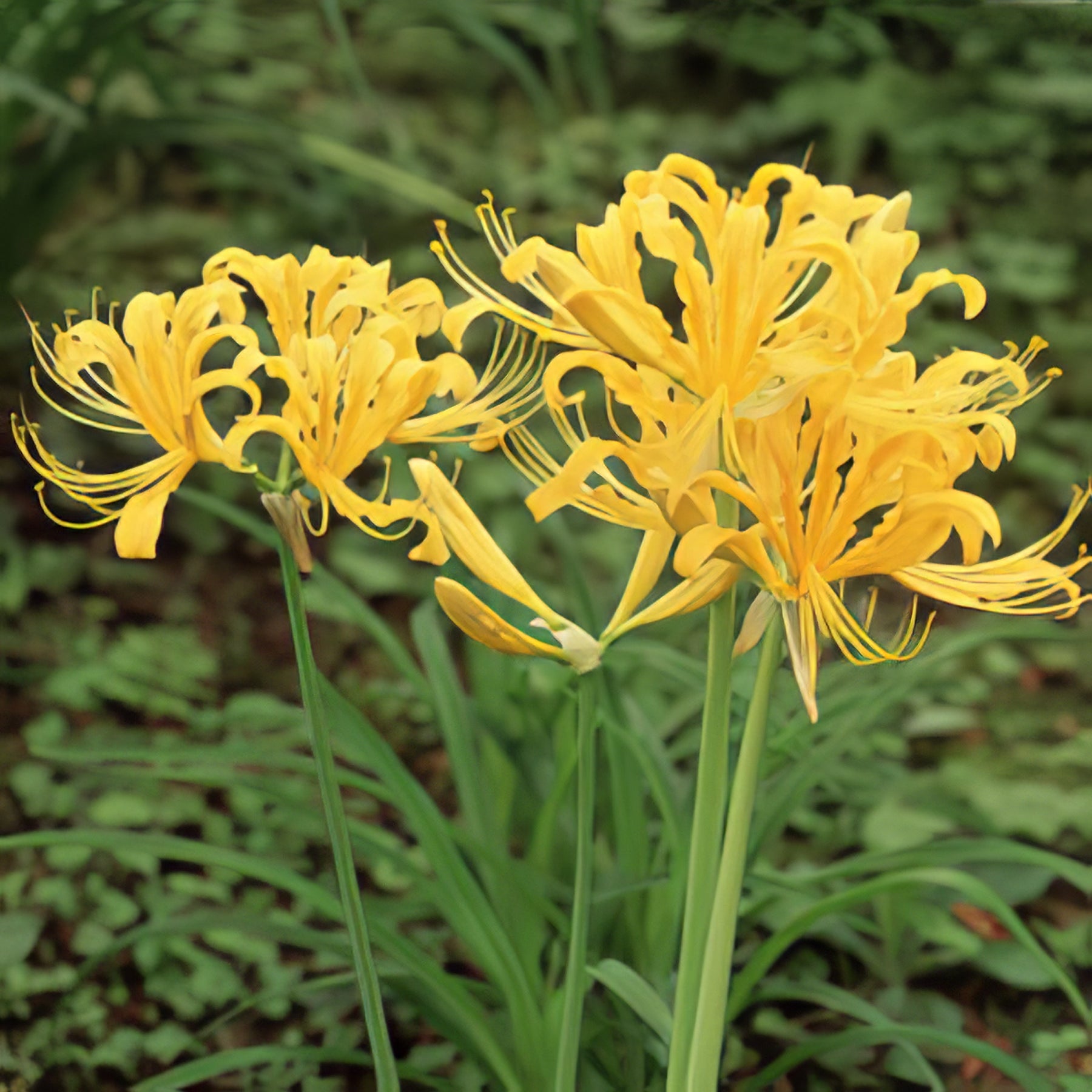 Lycoris - Collection Image - Garden Express