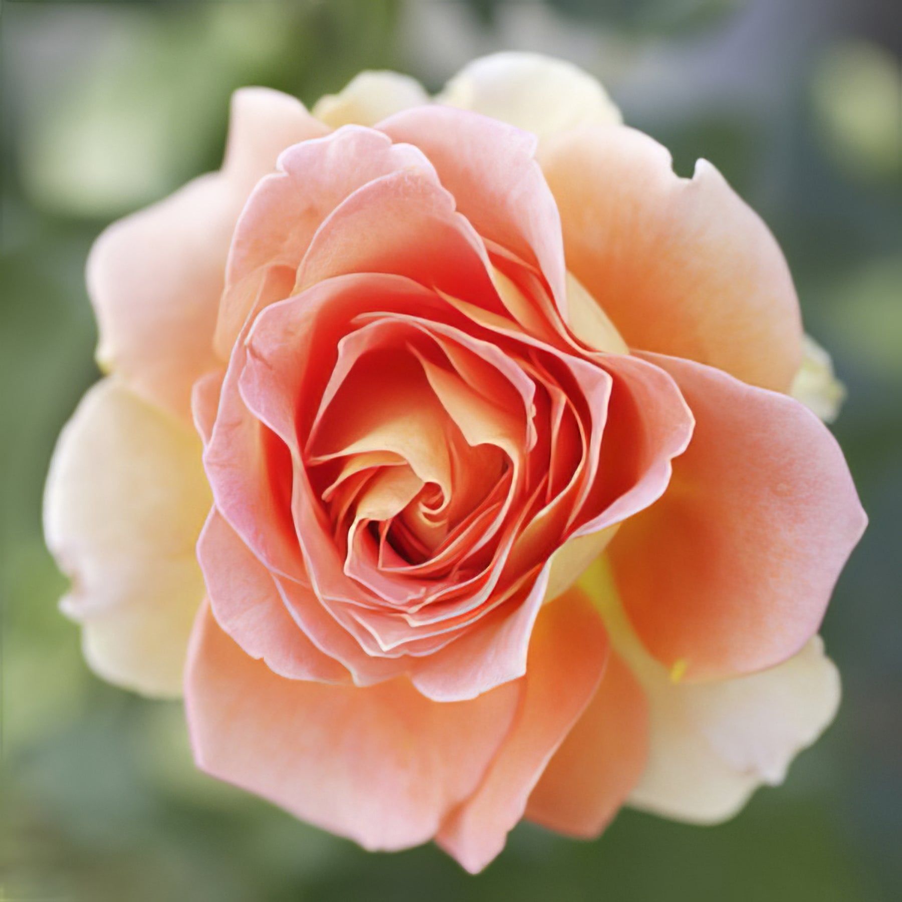 Miniature Roses - Collection Image - Garden Express
