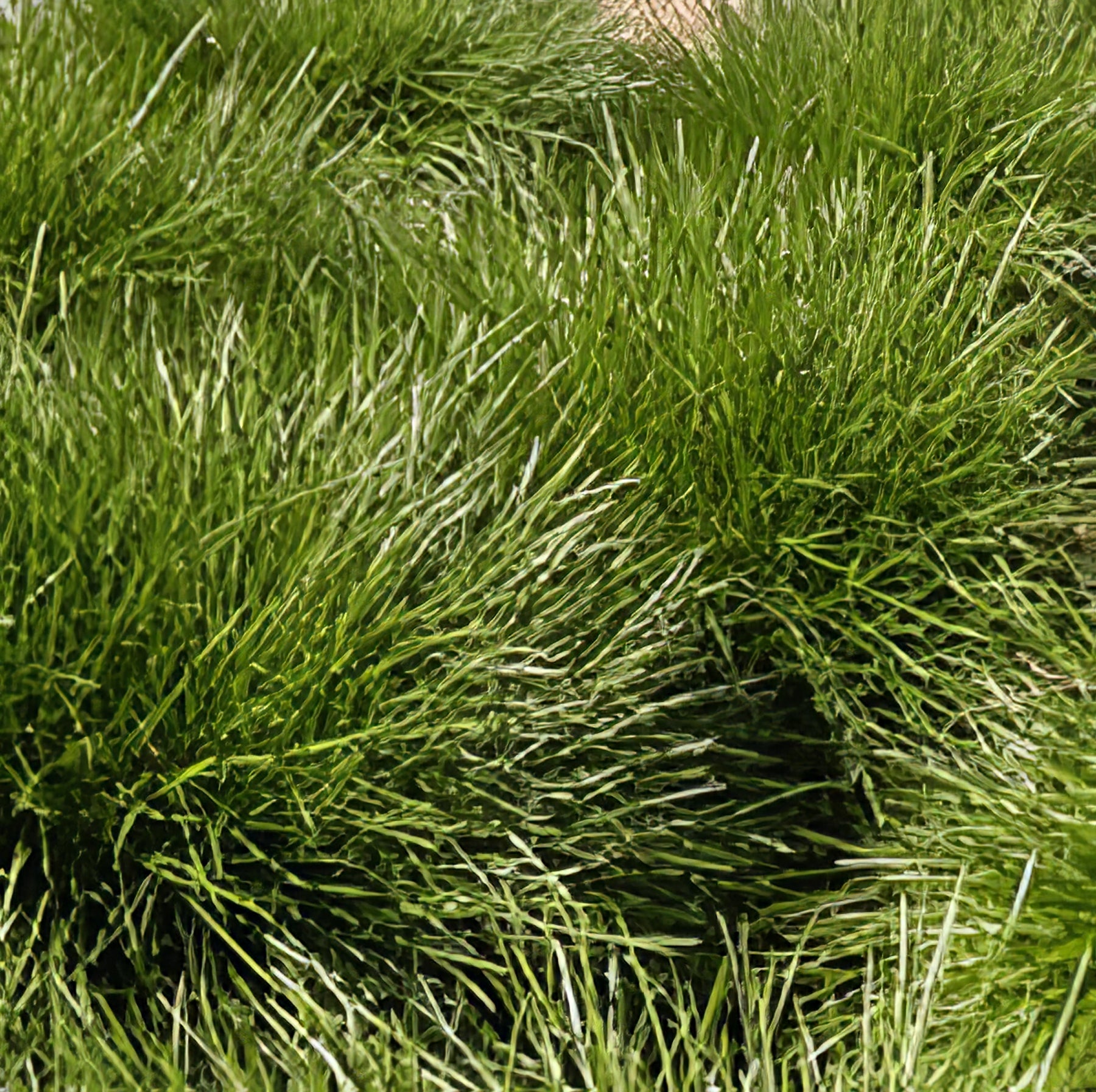 Native Grasses - Collection Image - Garden Express