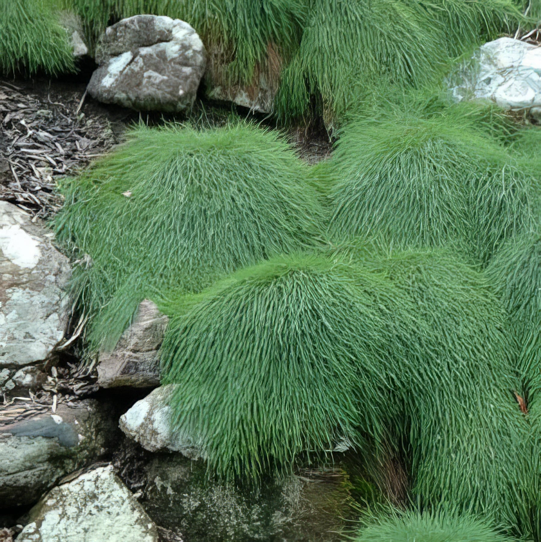 Native Ground Covers - Collection Image - Garden Express