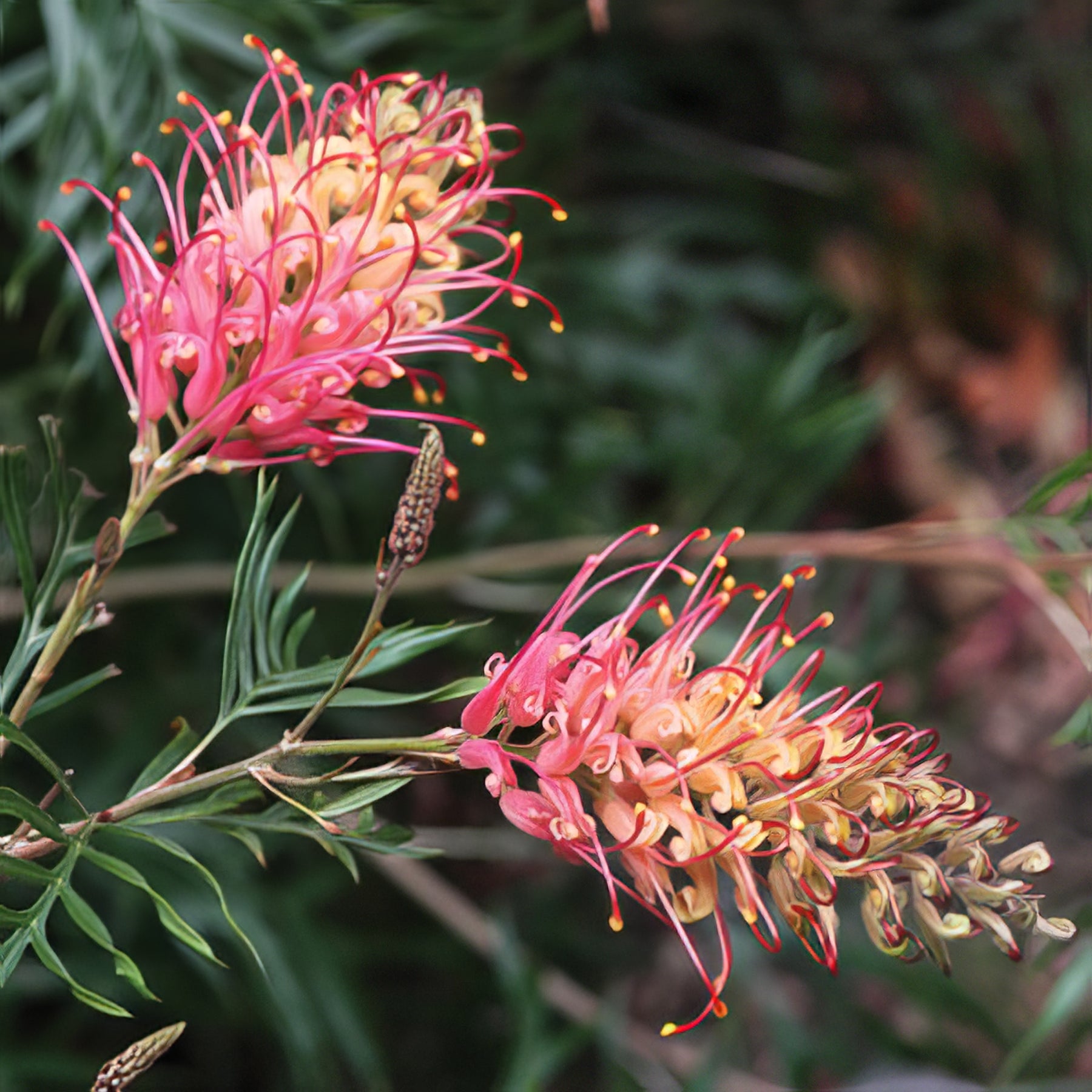 Native Shrubs - Collection Image - Garden Express