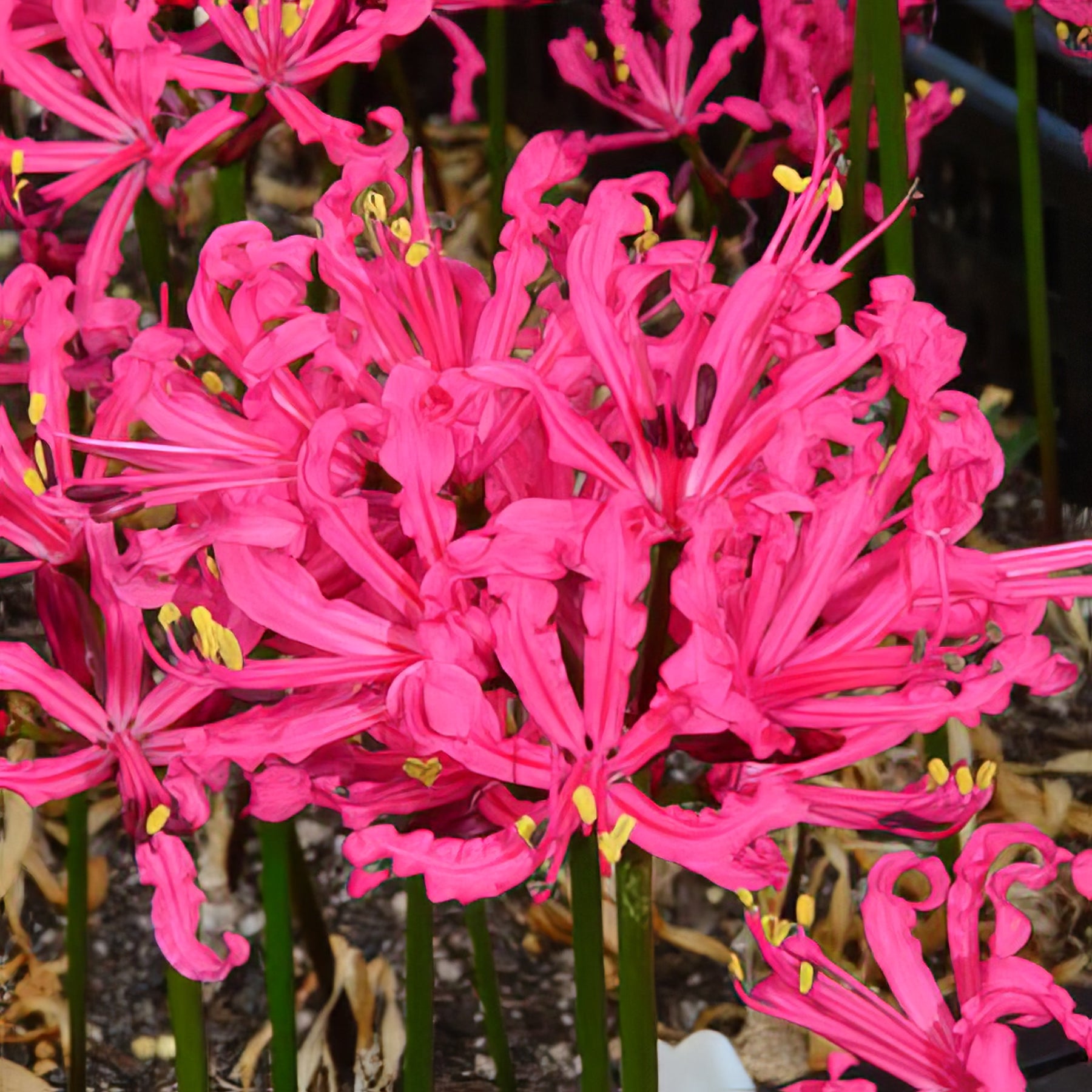 Nerines - Collection Image - Garden Express
