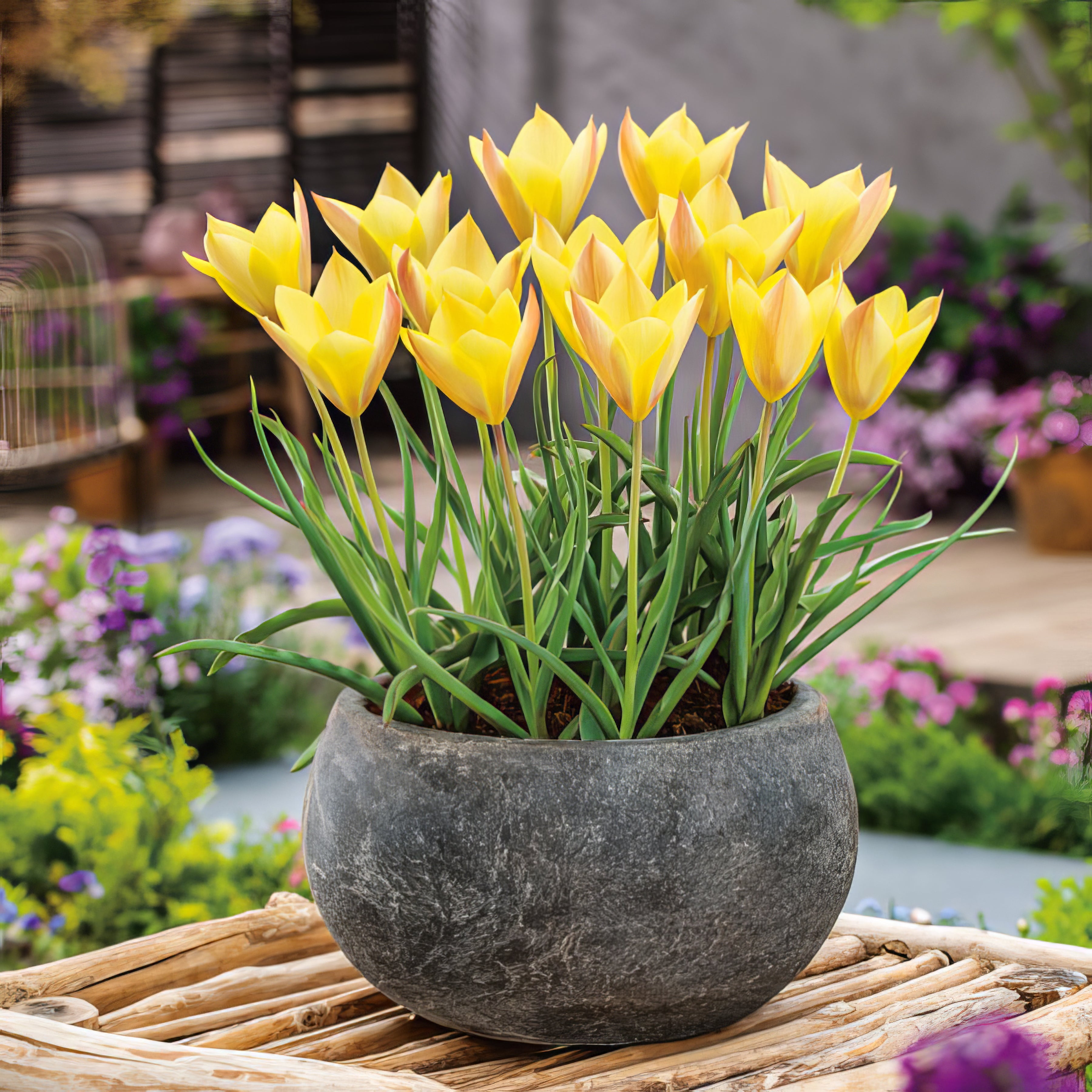 Novelty Tulips - Collection Image - Garden Express