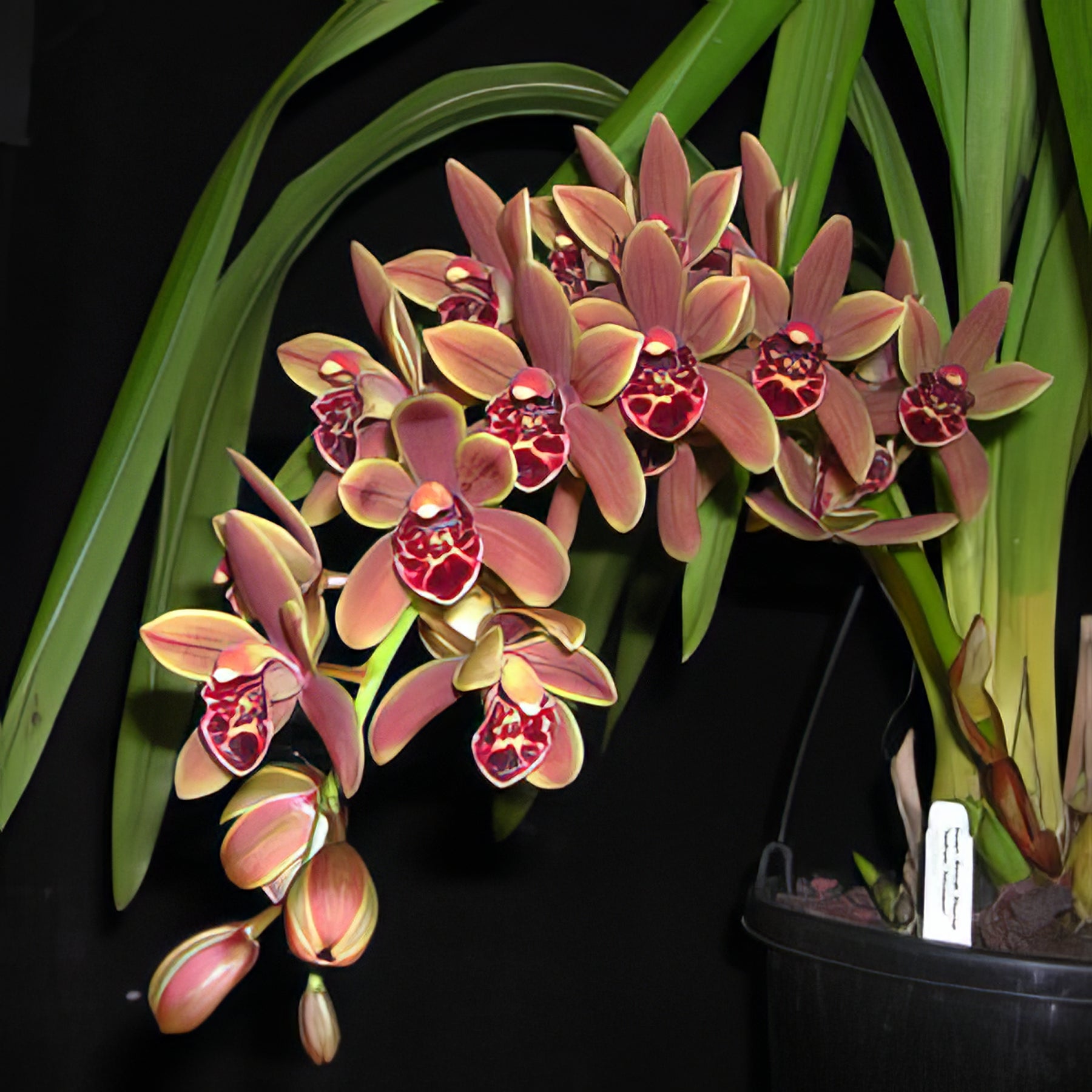Orchids - Collection Image - Garden Express
