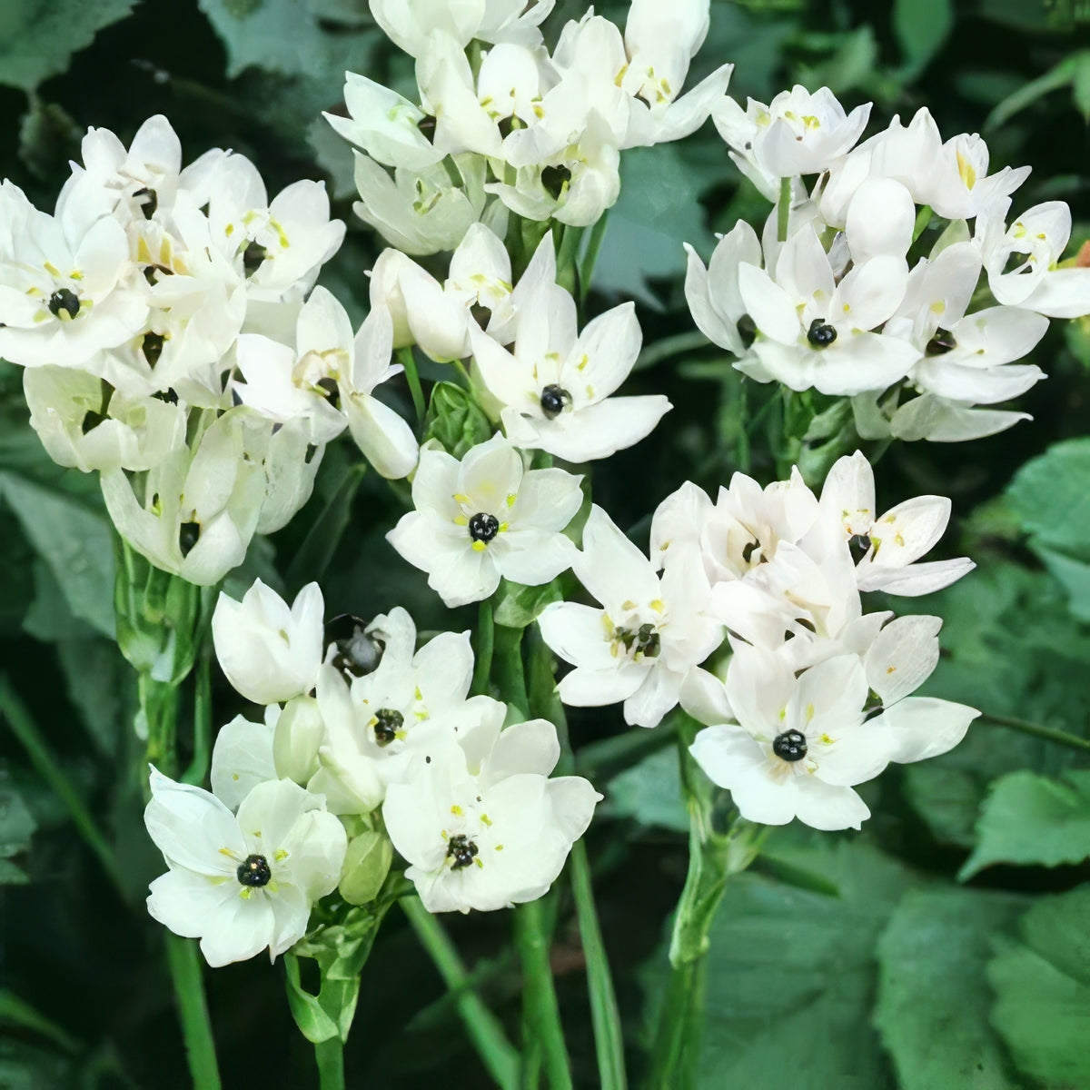 Ornithogalum - Collection Image - Garden Express
