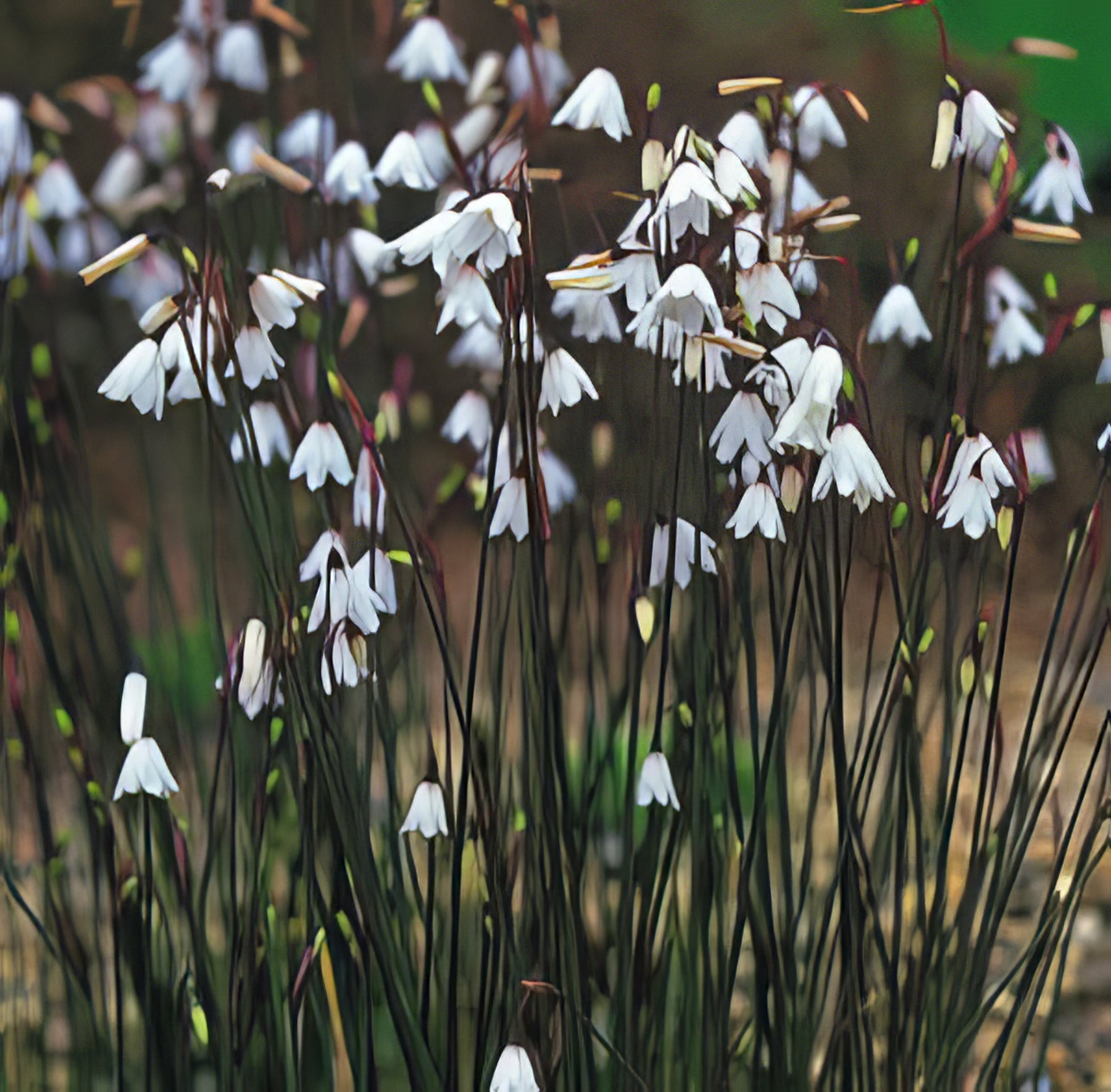 Other Autumn Bulbs - Collection Image - Garden Express