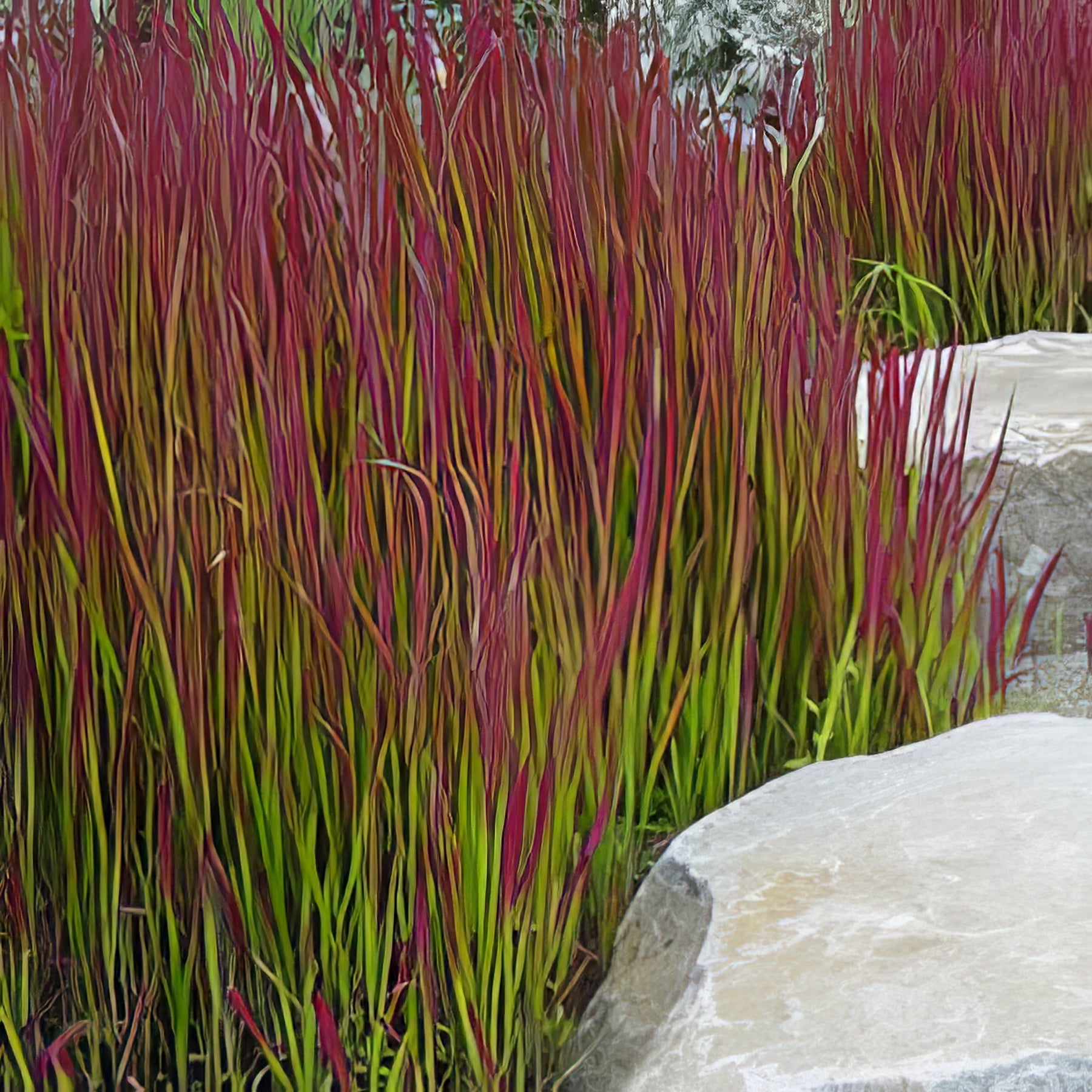 Other Grasses & Strap Leafed Plants - Collection Image - Garden Express