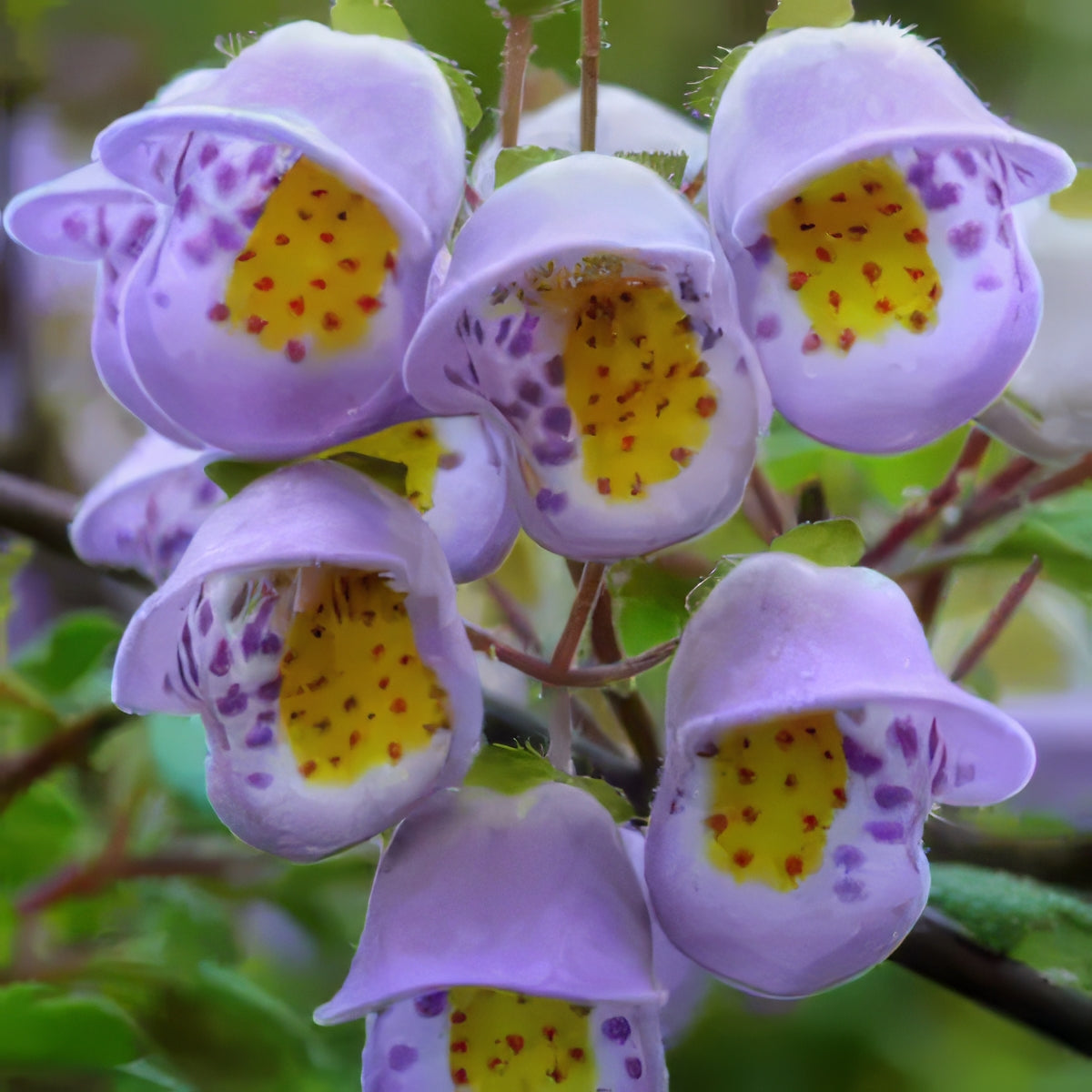 Other Shrubs Varieties - Collection Image - Garden Express
