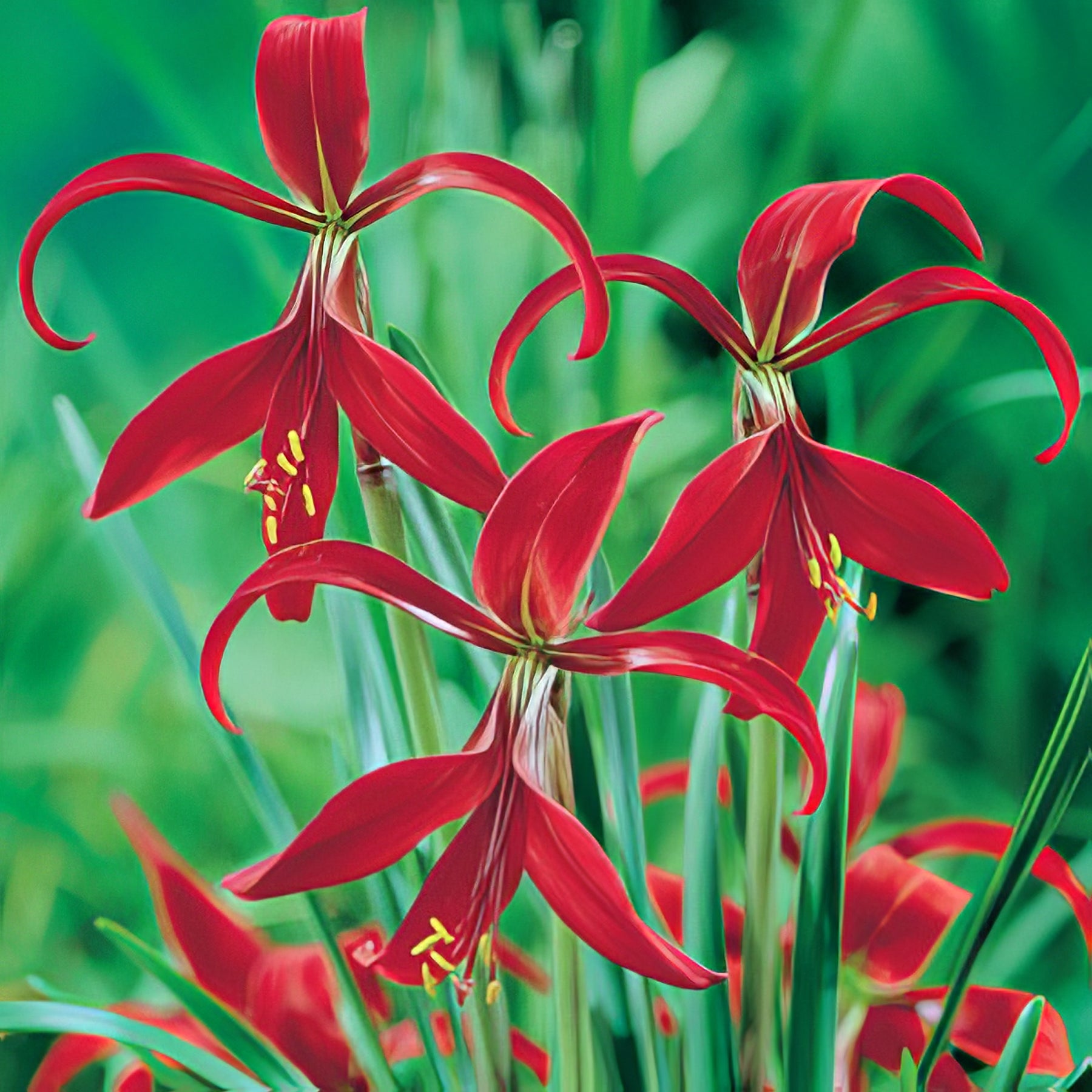 Other Summer Bulbs - Collection Image - Garden Express