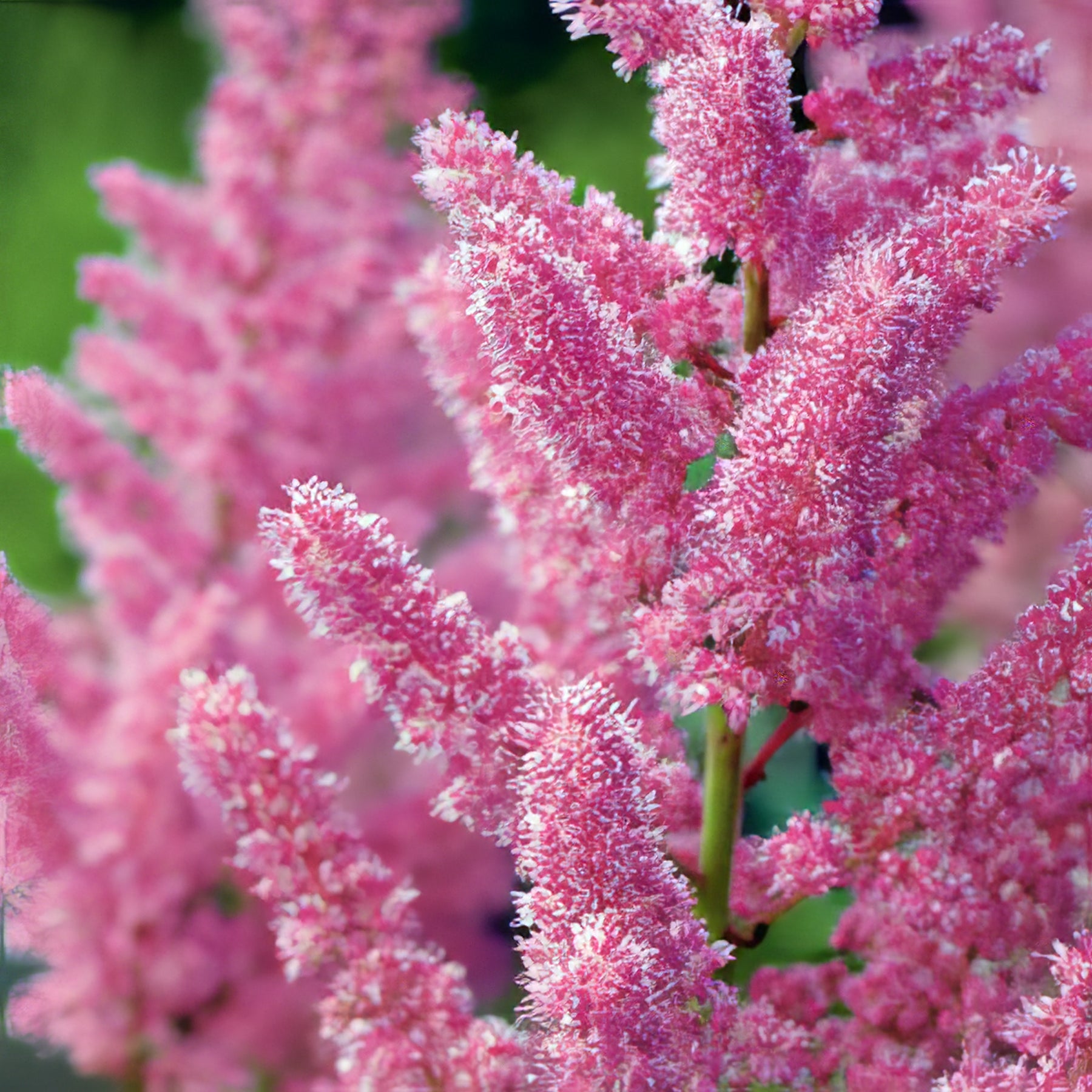 Other Summer Perennials - Collection Image - Garden Express