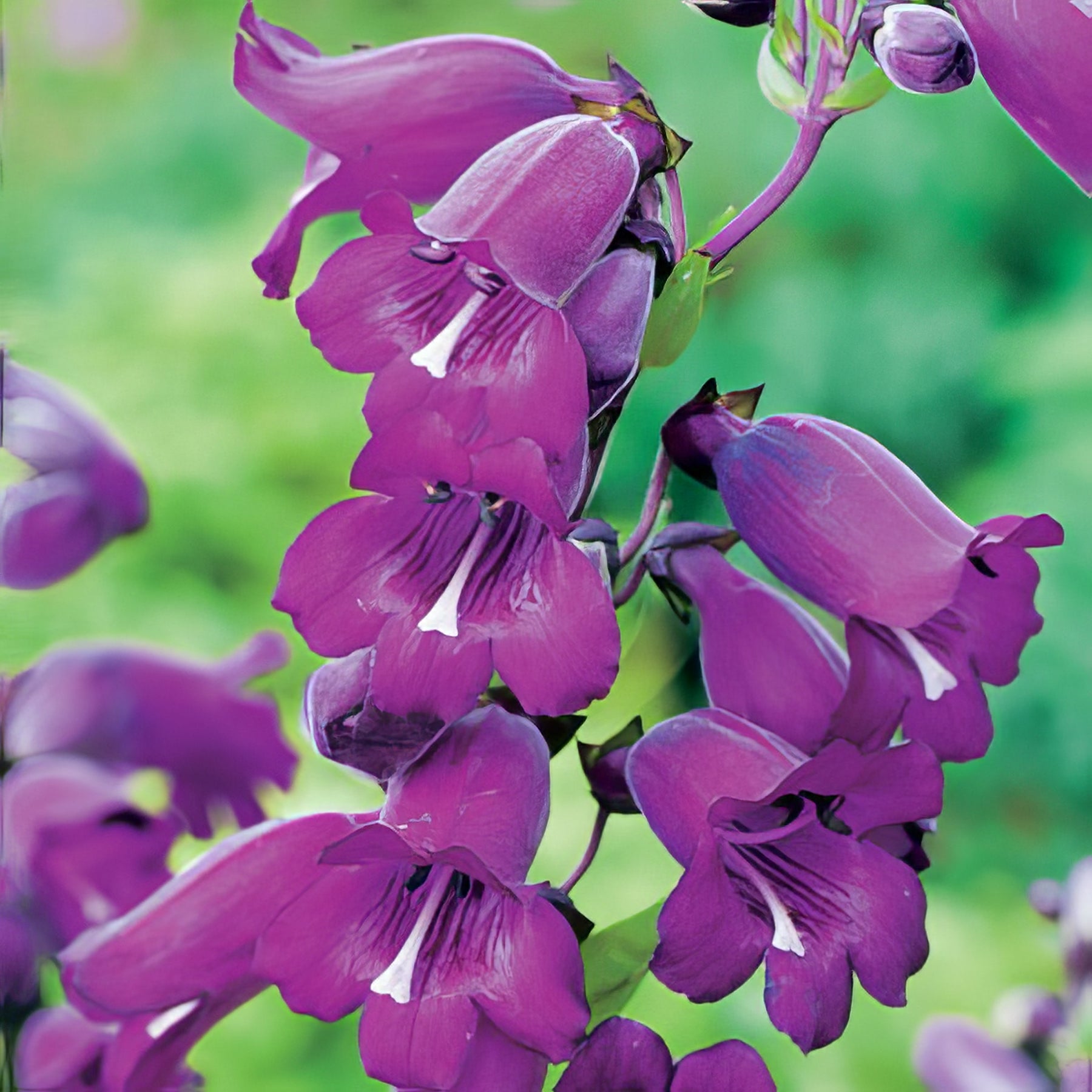 Penstemon - Collection Image - Garden Express