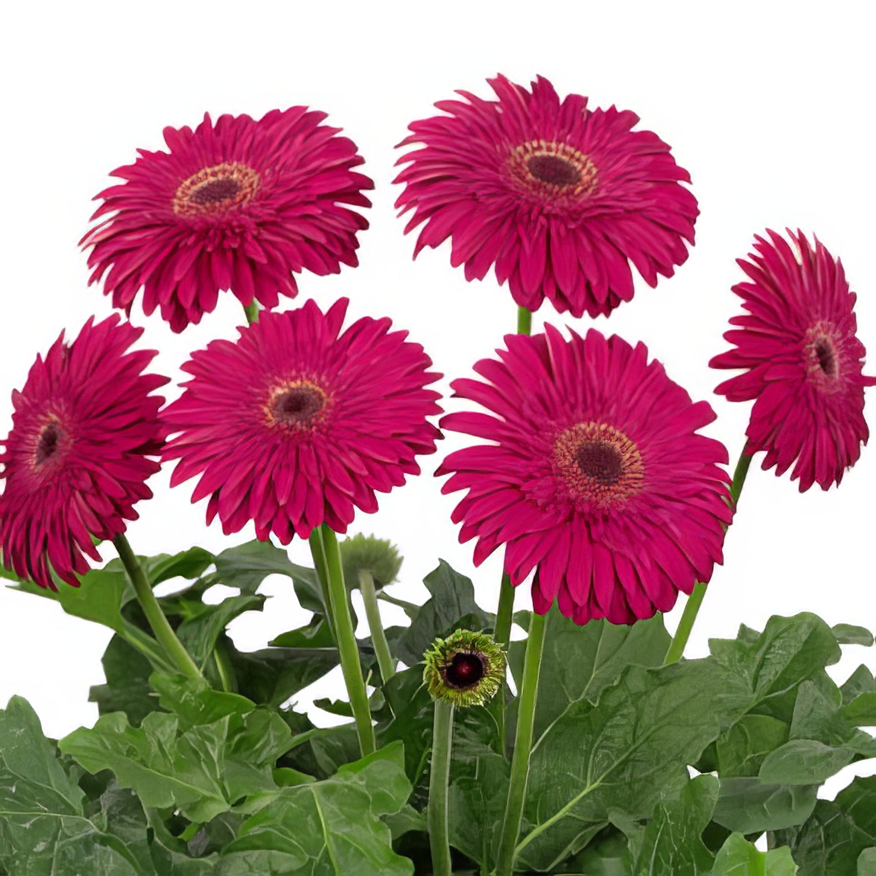 Perennials - Collection Image - Garden Express