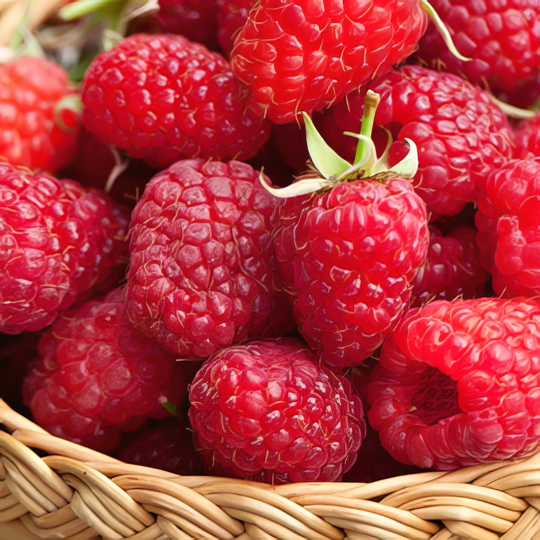 Raspberries - Collection Image - Garden Express