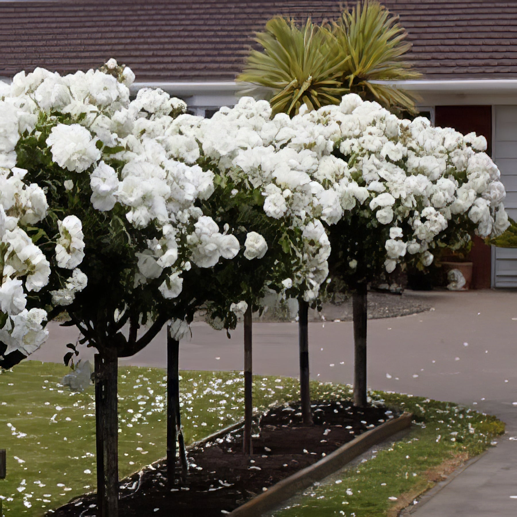 Roses - Collection Image - Garden Express