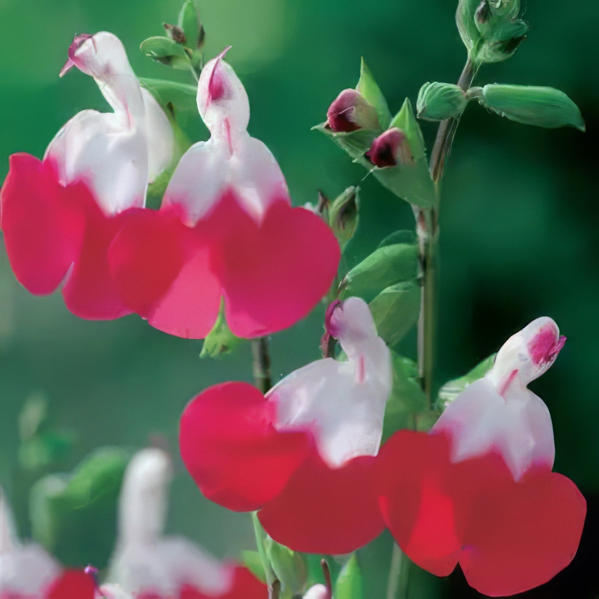 Salvia - Collection Image - Garden Express