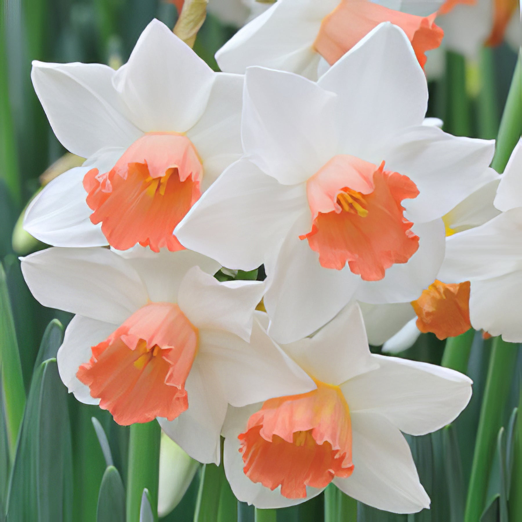 Single Daffodils - Collection Image - Garden Express