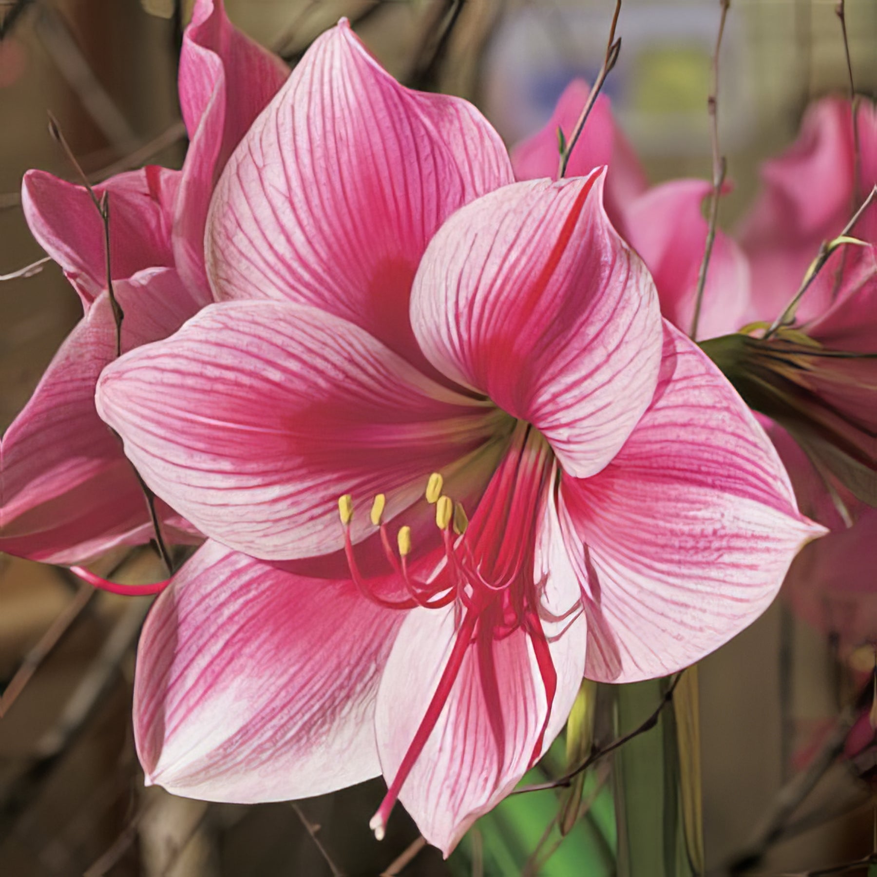 Single Hippeastrums - Collection Image - Garden Express