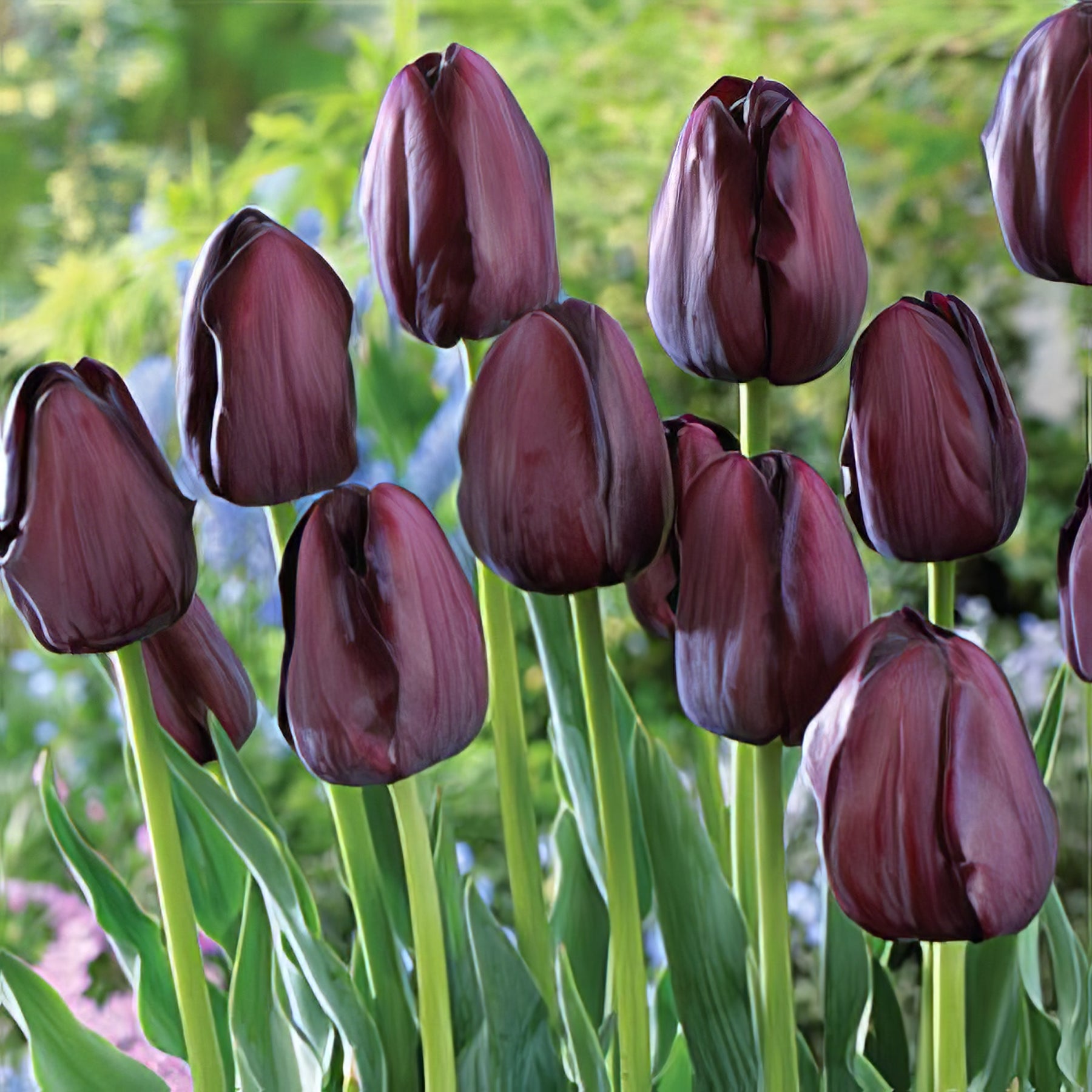 Single Late Tulips - Collection Image - Garden Express