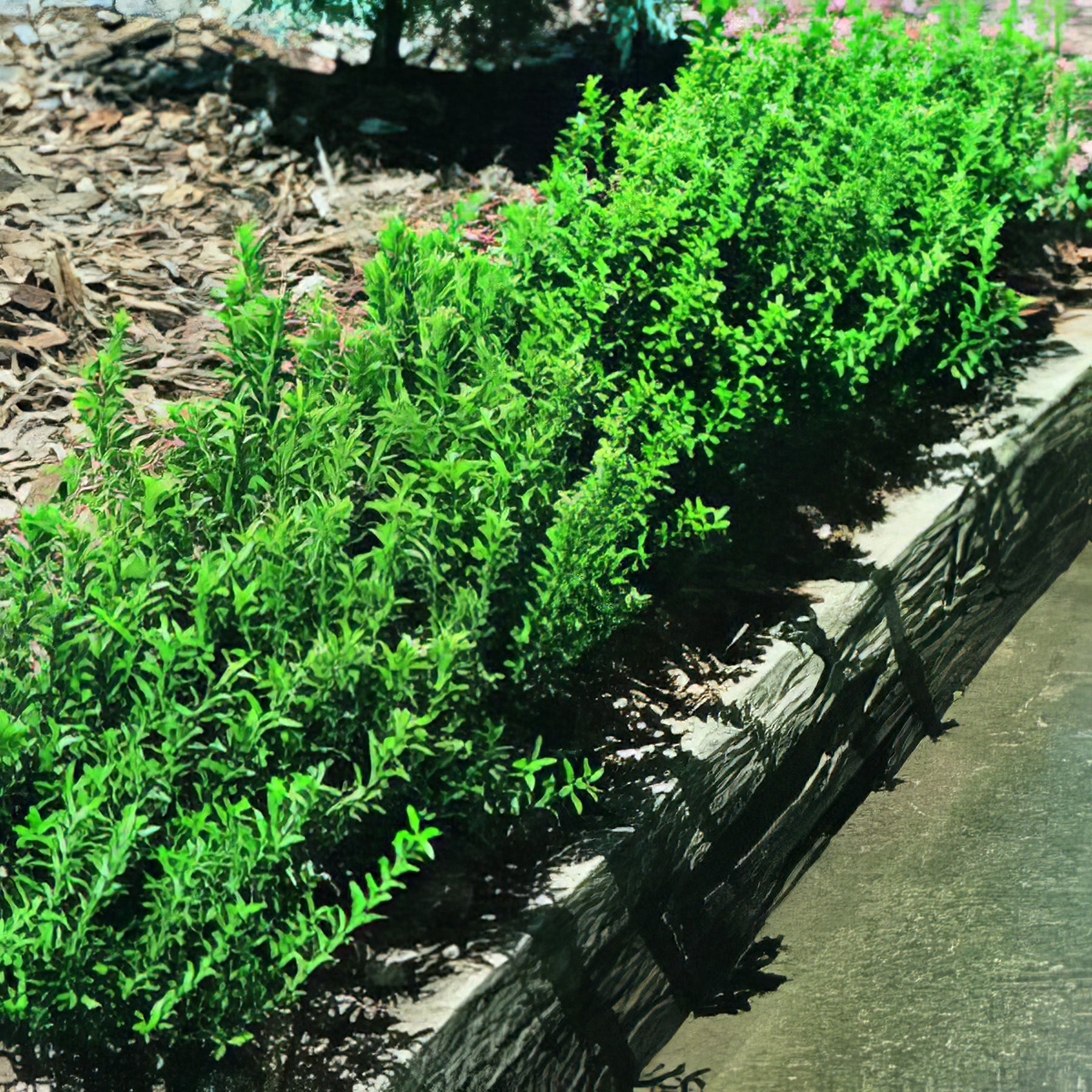 Small Hedges - Collection Image - Garden Express