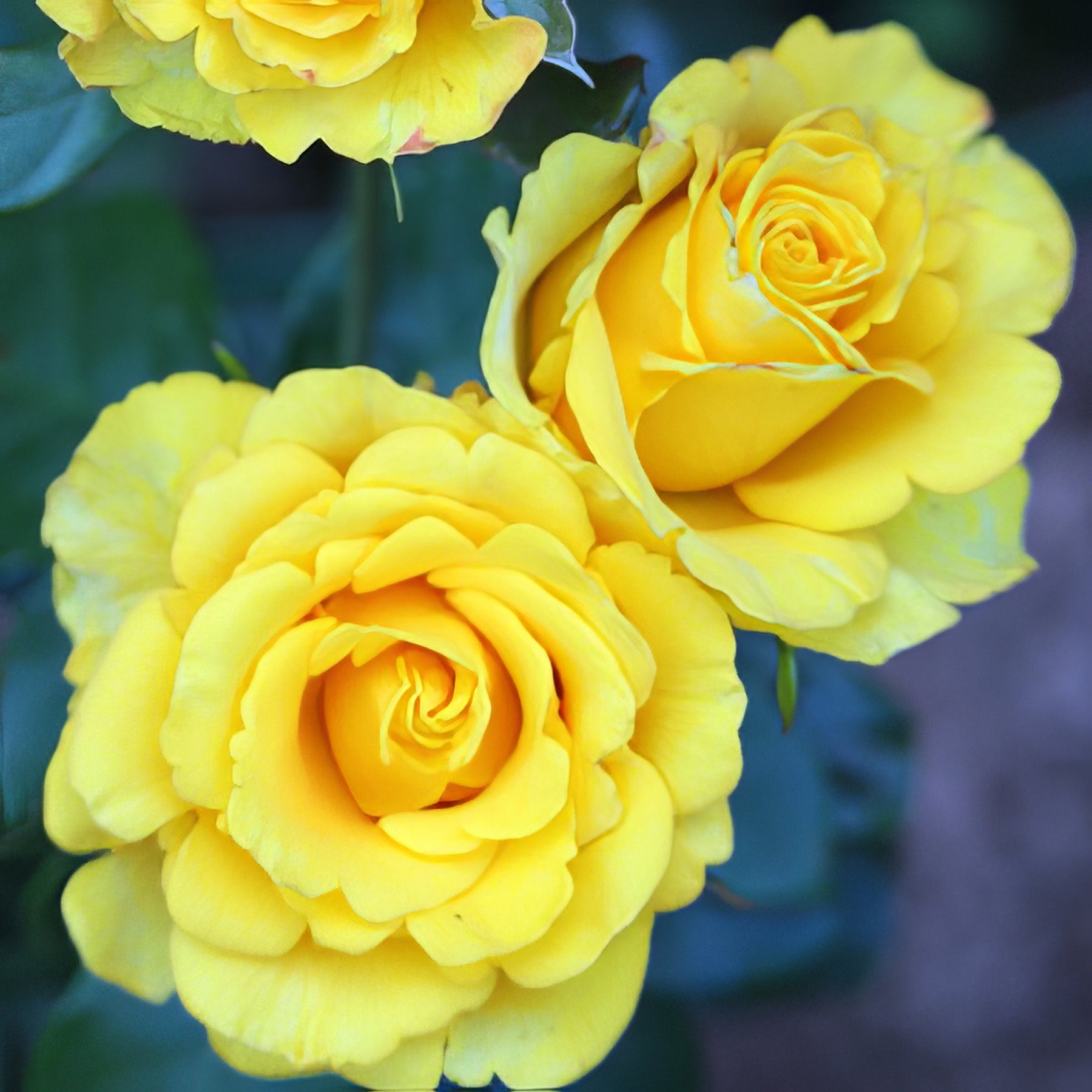 Smooth Touch Thornless Roses - Collection Image - Garden Express
