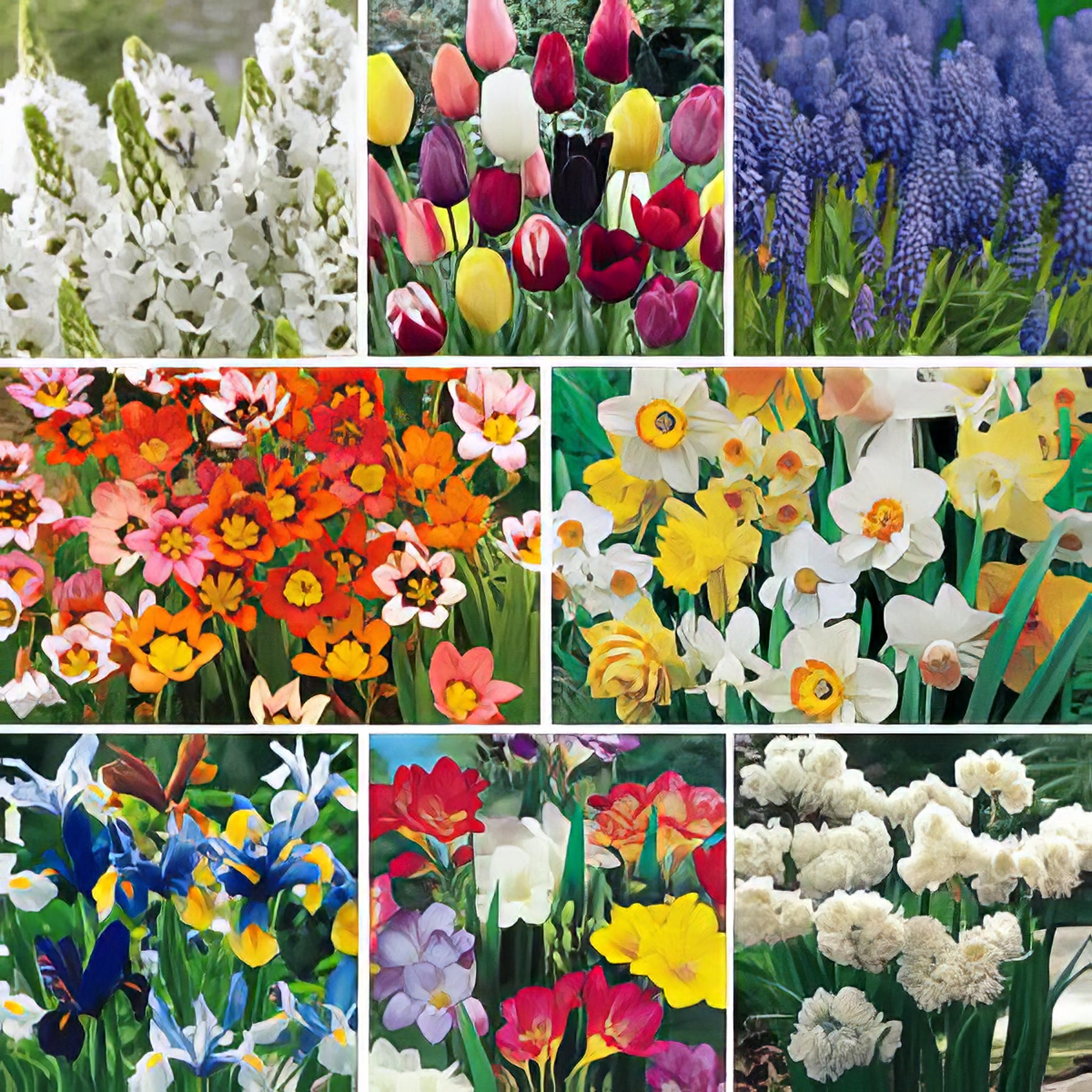 Spring Bulb Collections - Collection Image - Garden Express