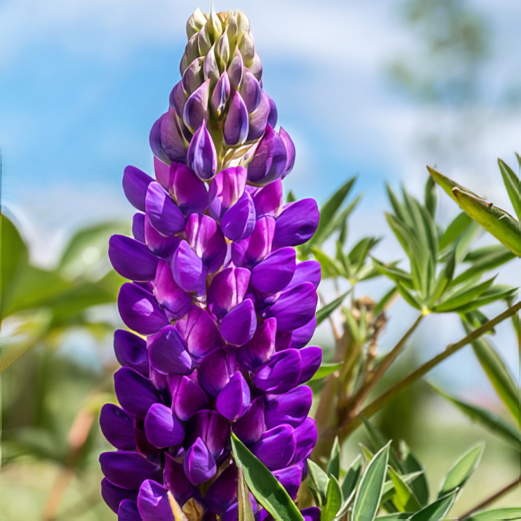 Spring and Summer Flowering Perennials - Collection Image - Garden Express