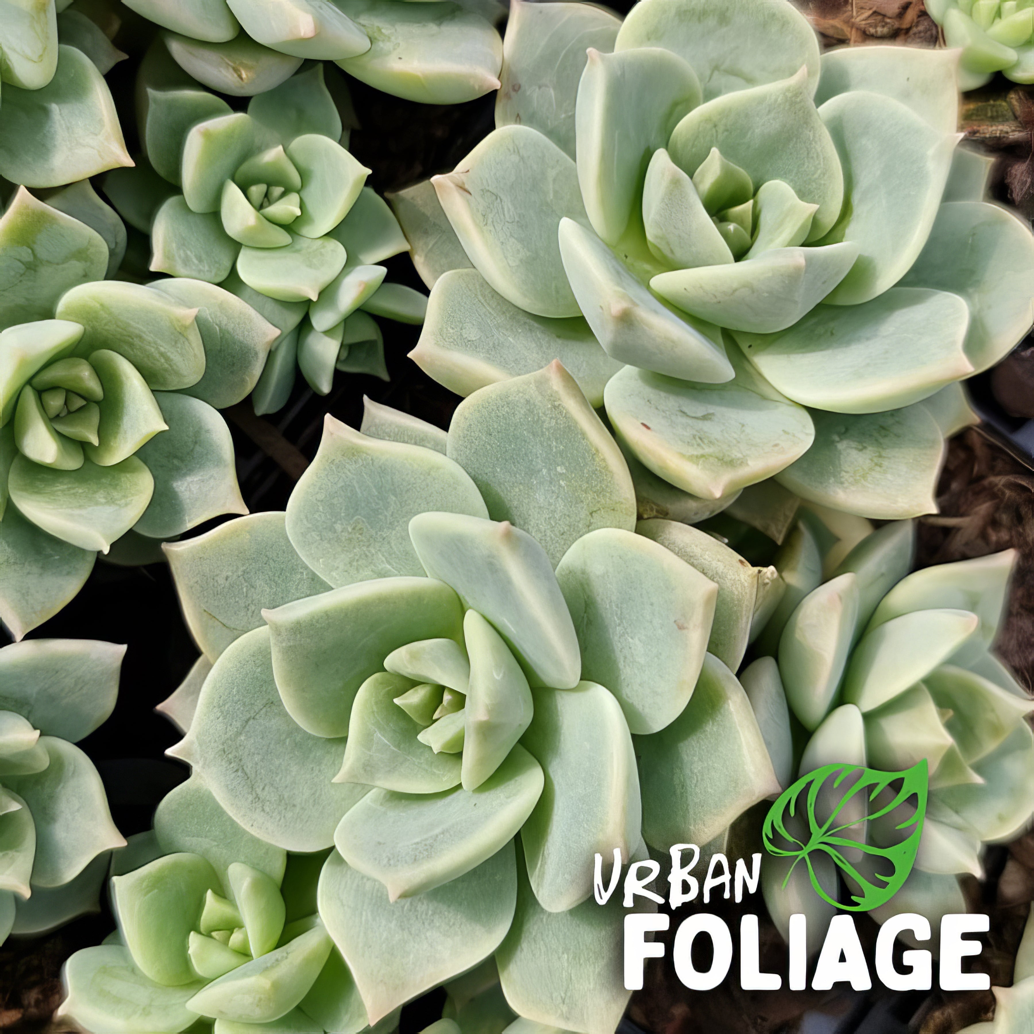 Succulents - Collection Image - Garden Express