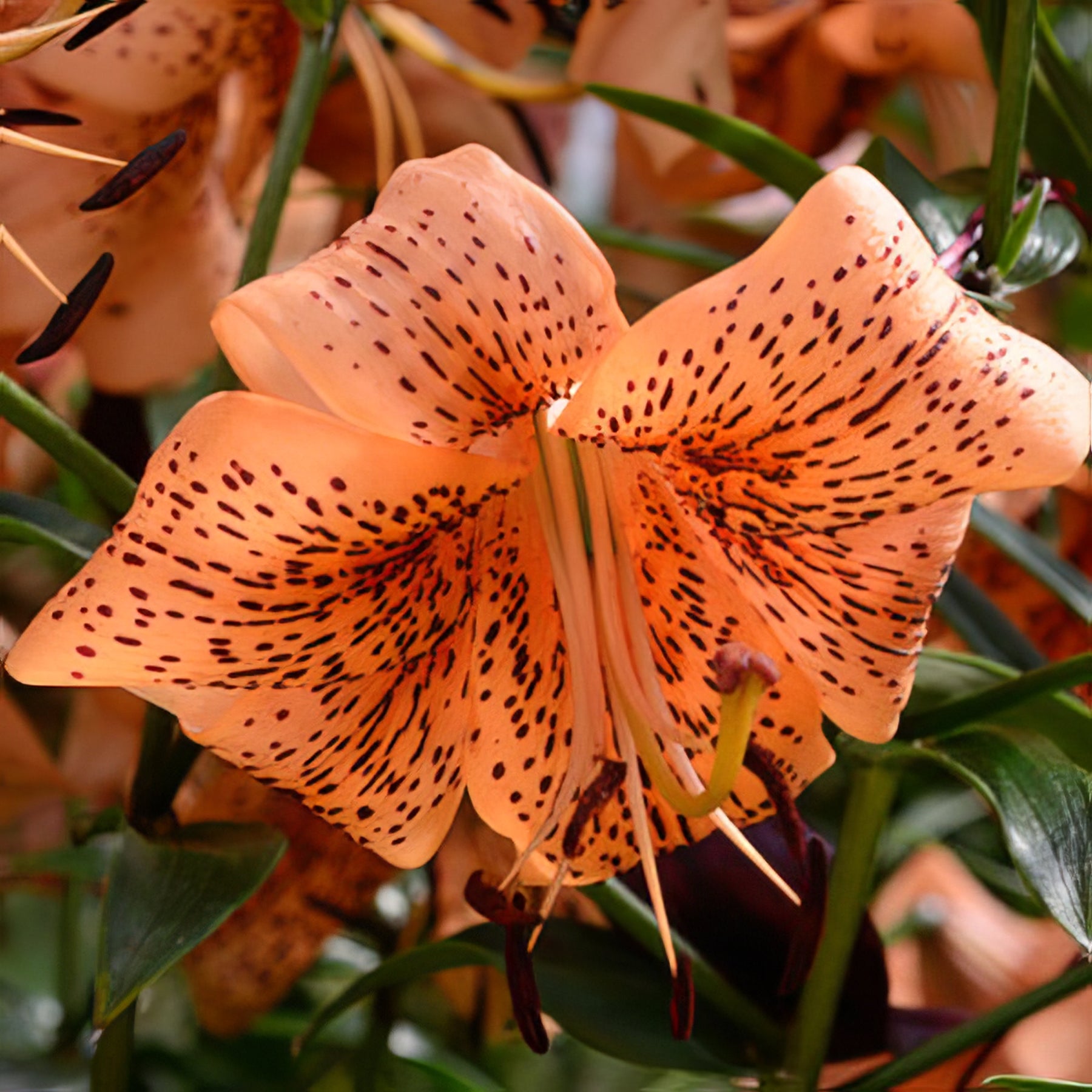 Tiger Lilies - Collection Image - Garden Express