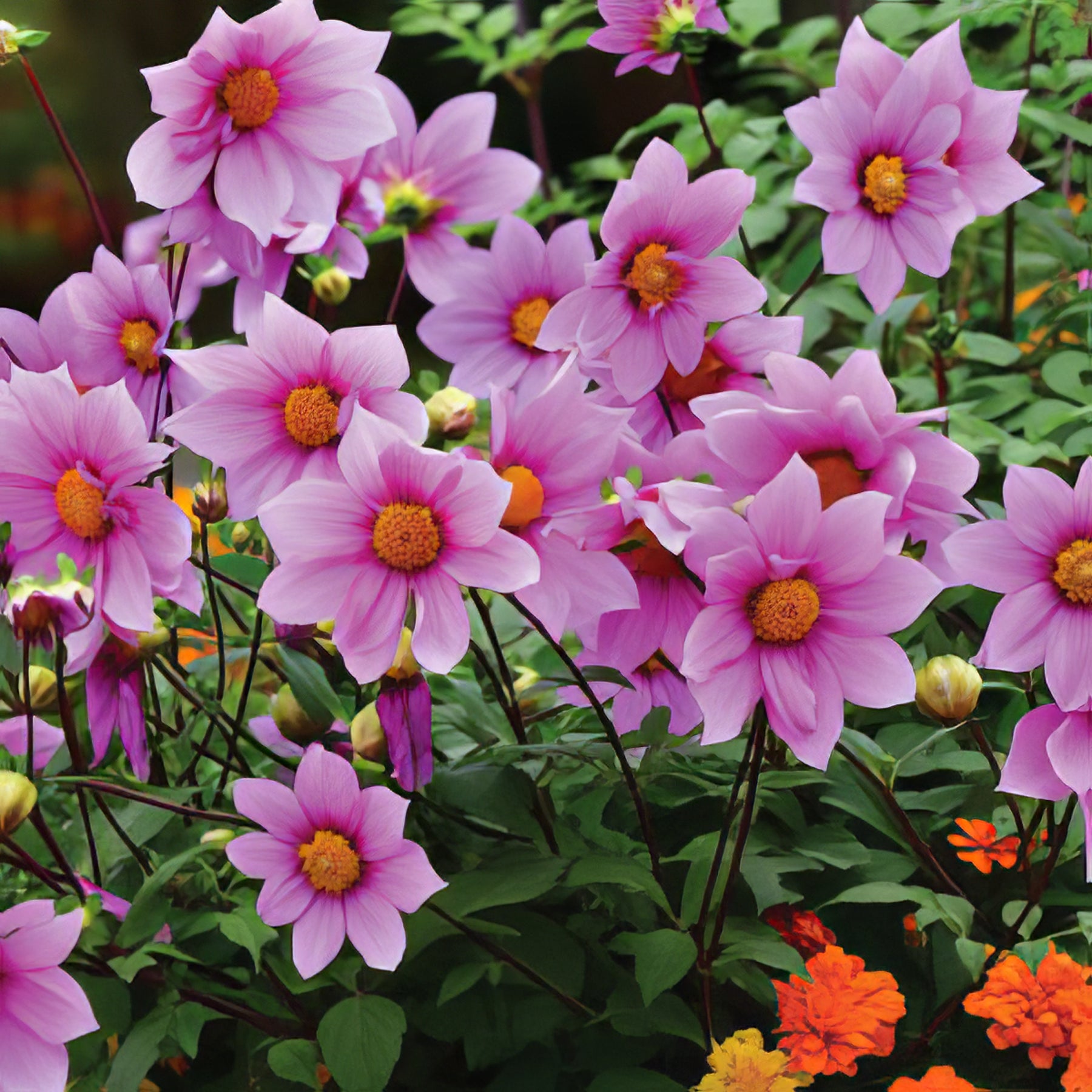 Tree Dahlias - Collection Image - Garden Express