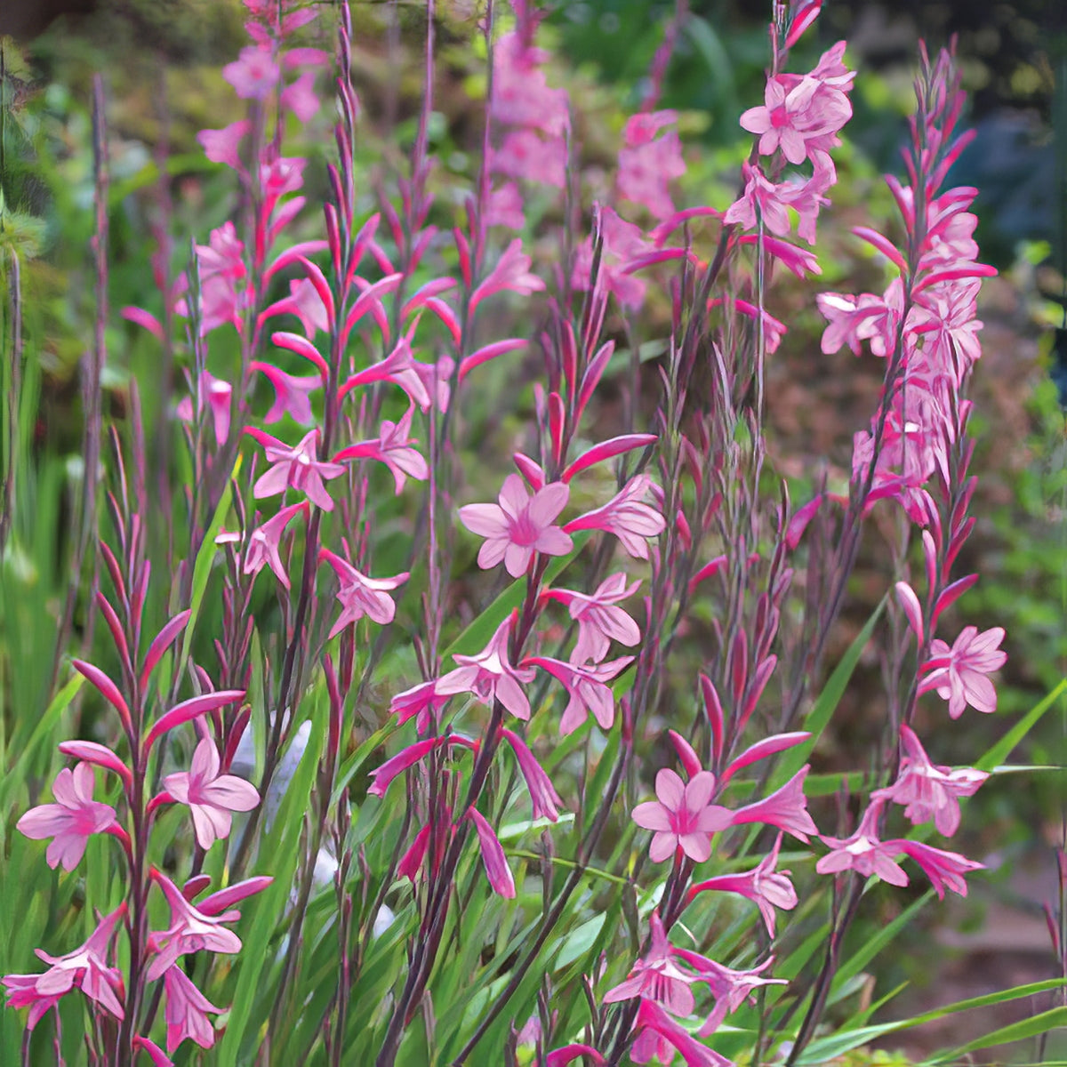 Watsonia - Collection Image - Garden Express