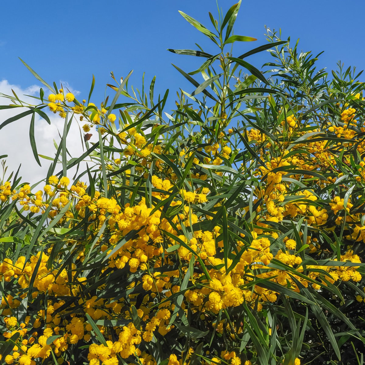Acacia Saligna P14acasal - Garden Express Australia