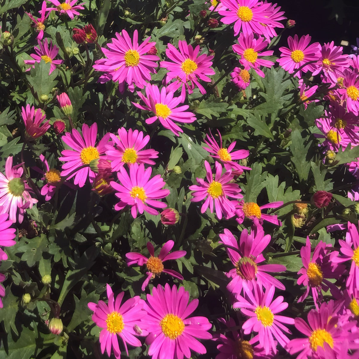Brachyscome Fresco Bright Pink P68brafbp - Garden Express Australia