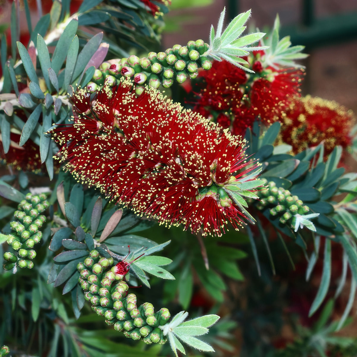 Callistemon Better John P14calbjo - Garden Express Australia
