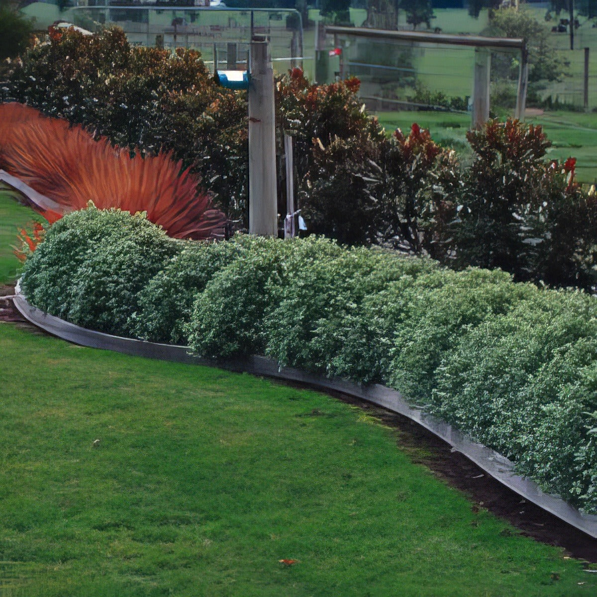 Pitto Golf Ball Hedge - Garden Express Australia