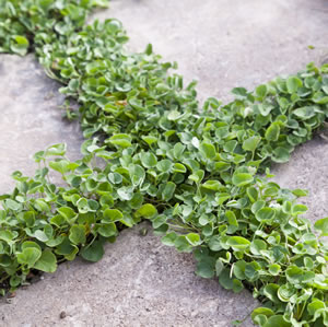 Starter Pack -Dichondra Repens