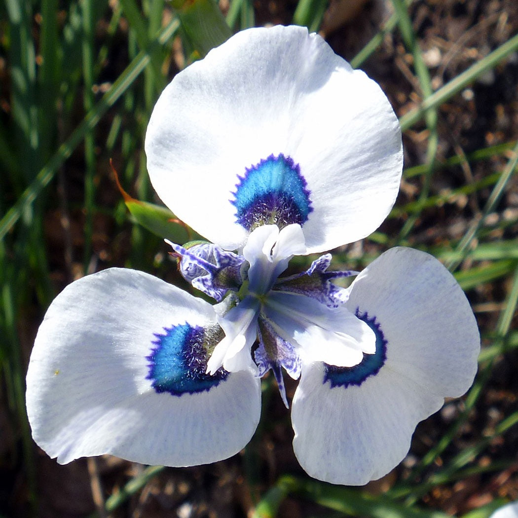 peacock iris pkpeairi