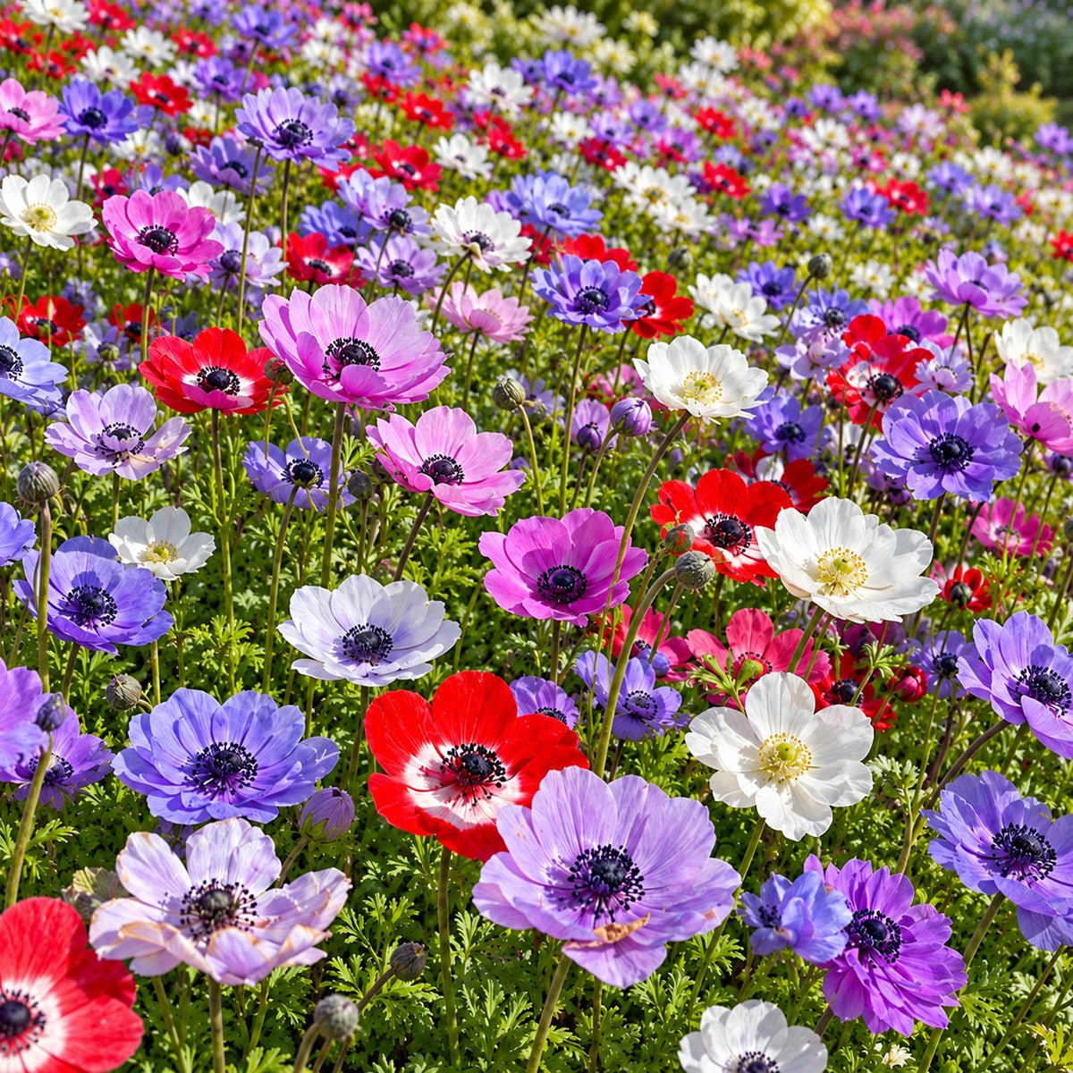 Planting Stock Anemone Mixed