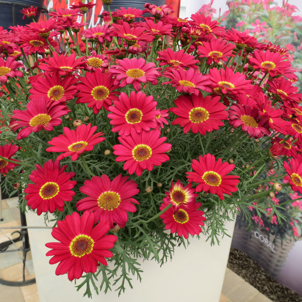 Argyranthemum Grandaisy Red