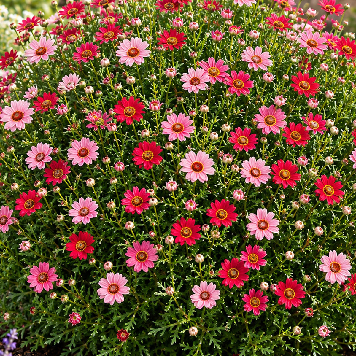 Argyranthemum Grandaisy Sunset