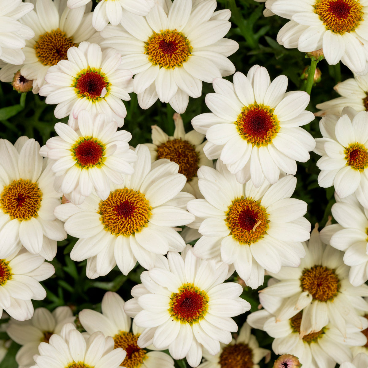 Argyranthemum Grandaisy White