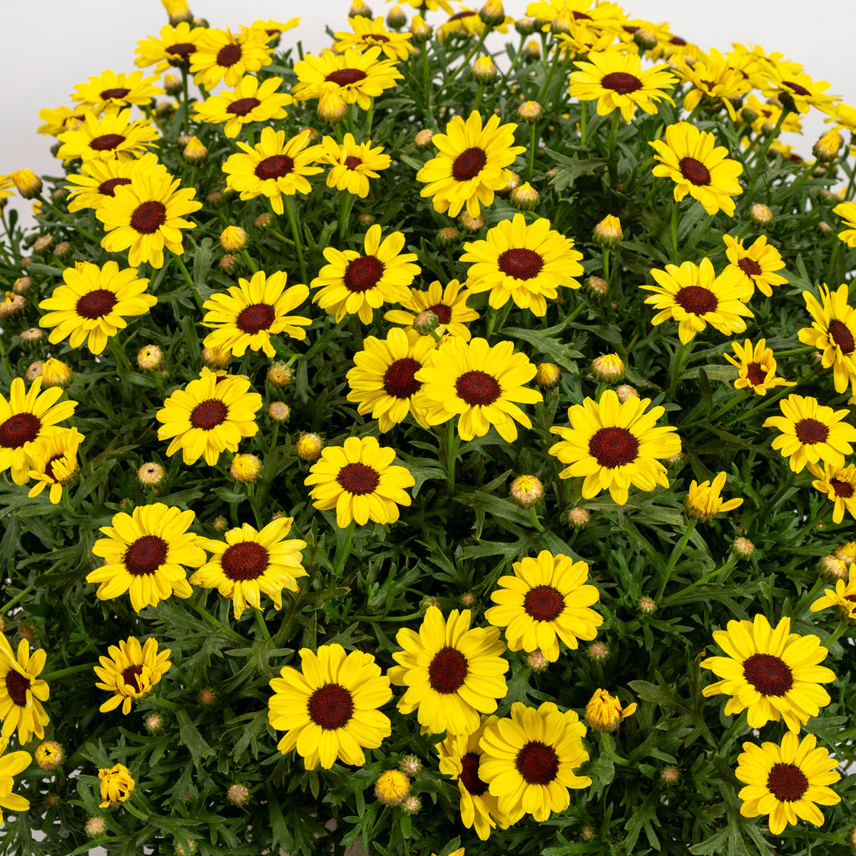 Argyranthemum Grandaisy Yellow