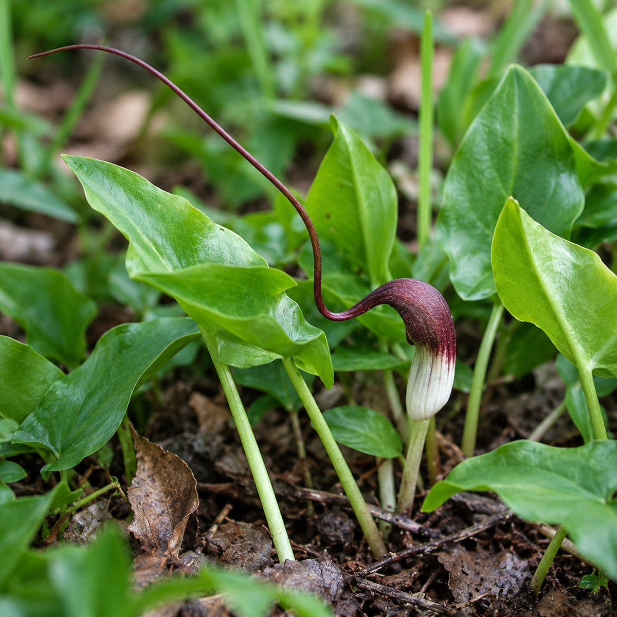 Arisarum Proboscideum - Mouse Plant