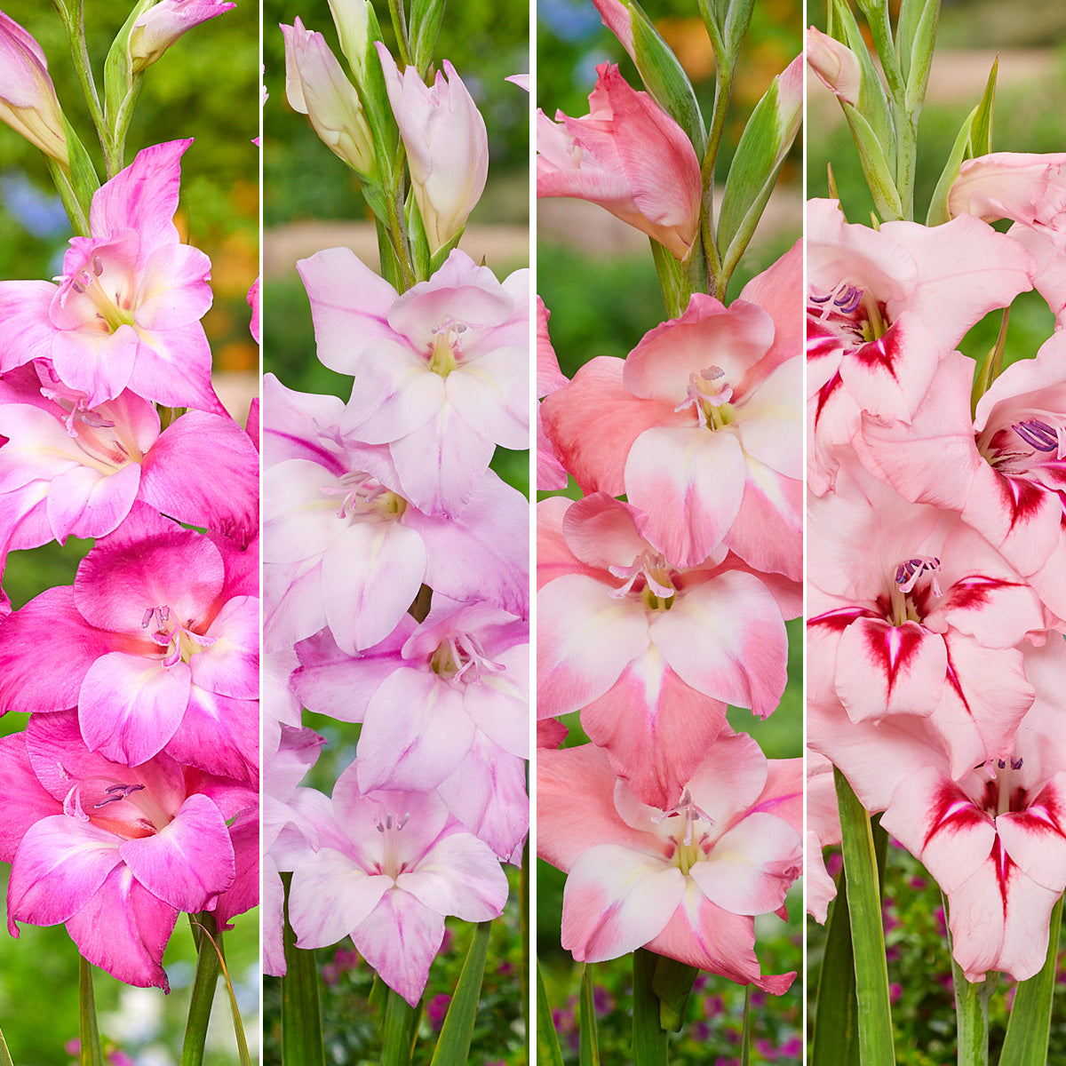 Baby Gladioli Collection 1