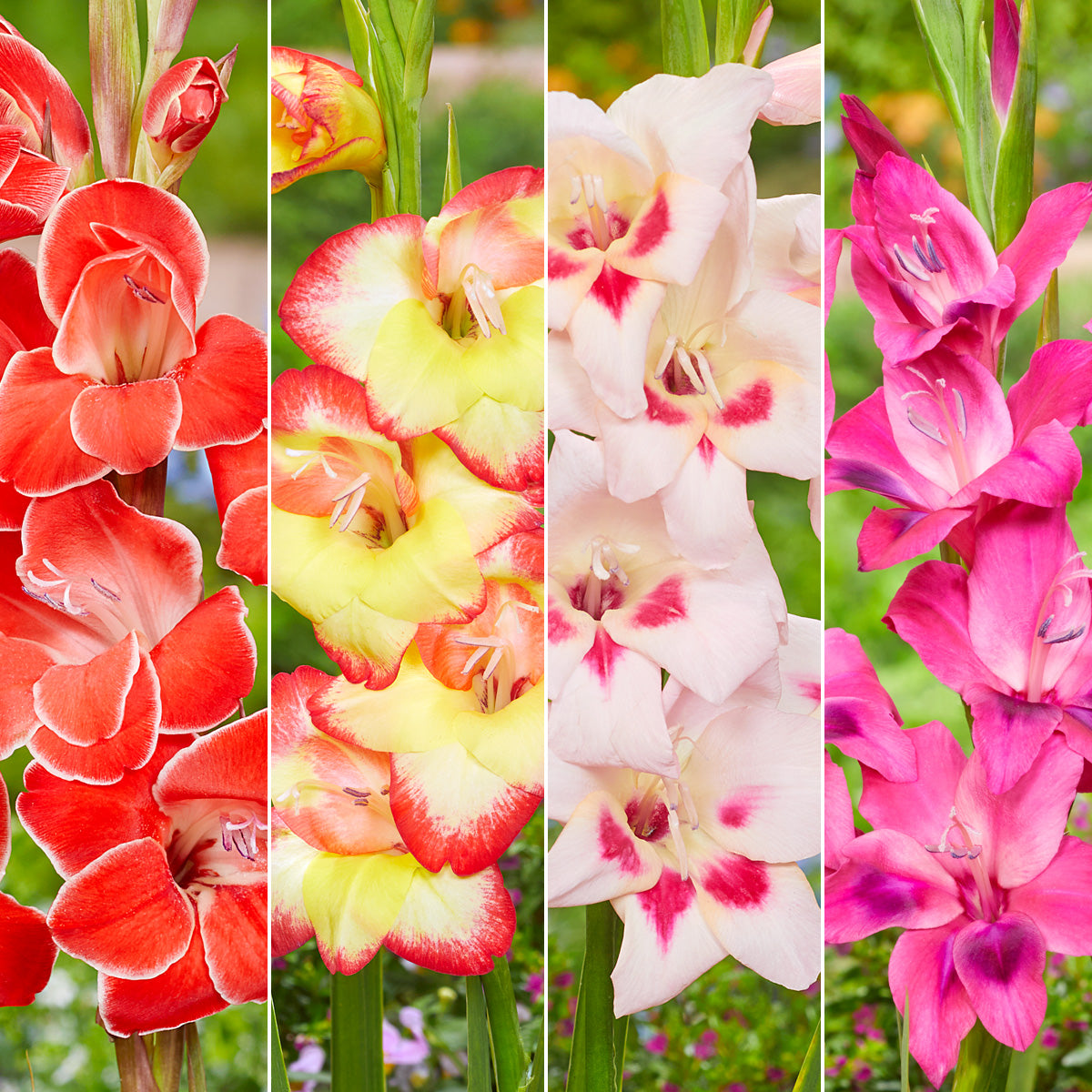 Baby Gladioli Collection 2