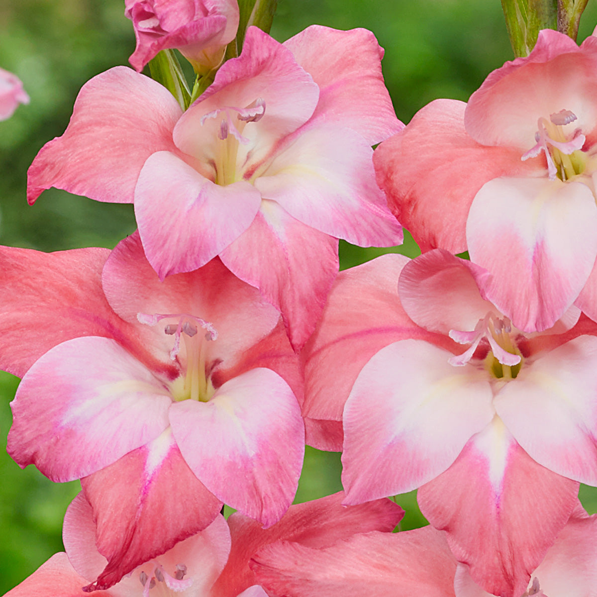 Baby Gladioli Charming Beauty