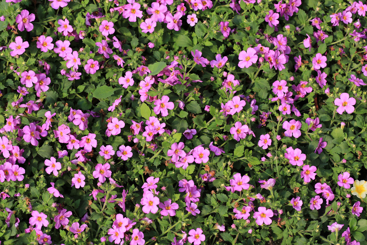 Bacopa Pink