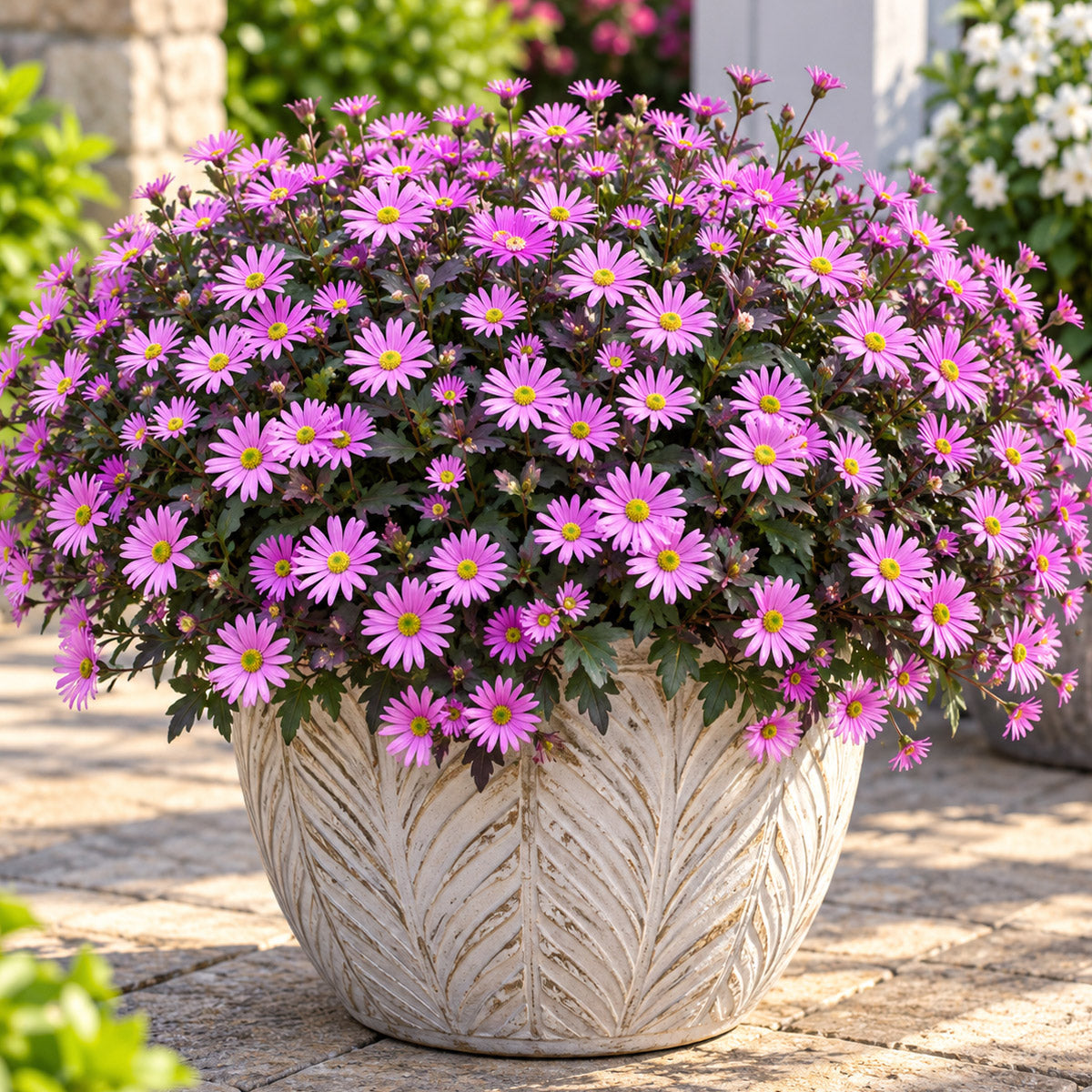 Brachyscome Surdaisy Pink