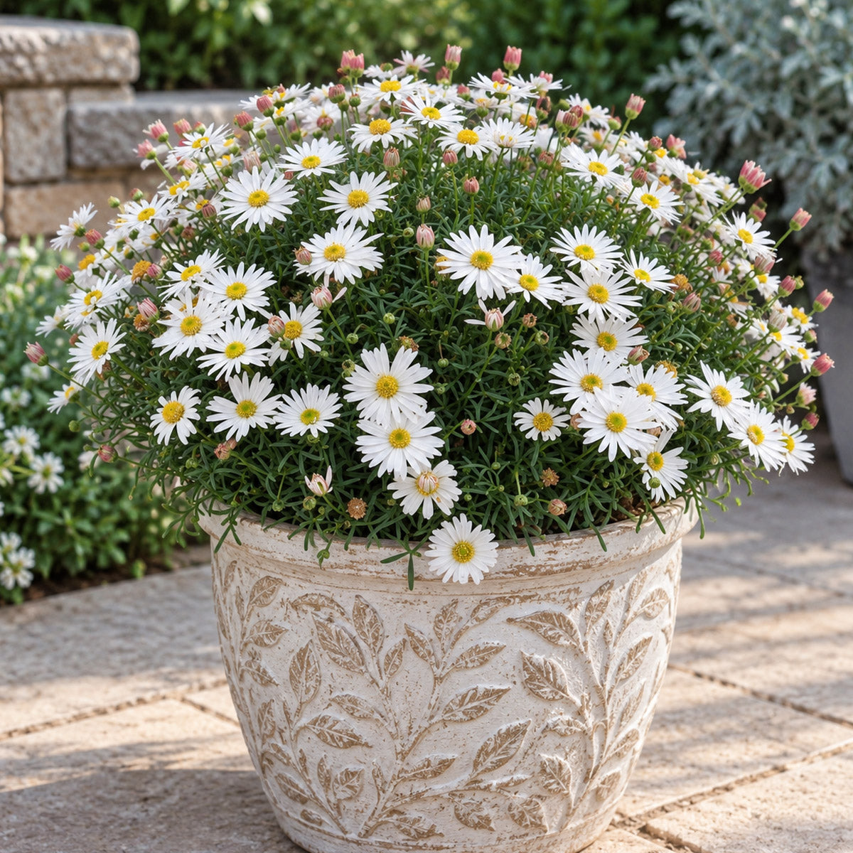 Brachyscome Surdaisy White
